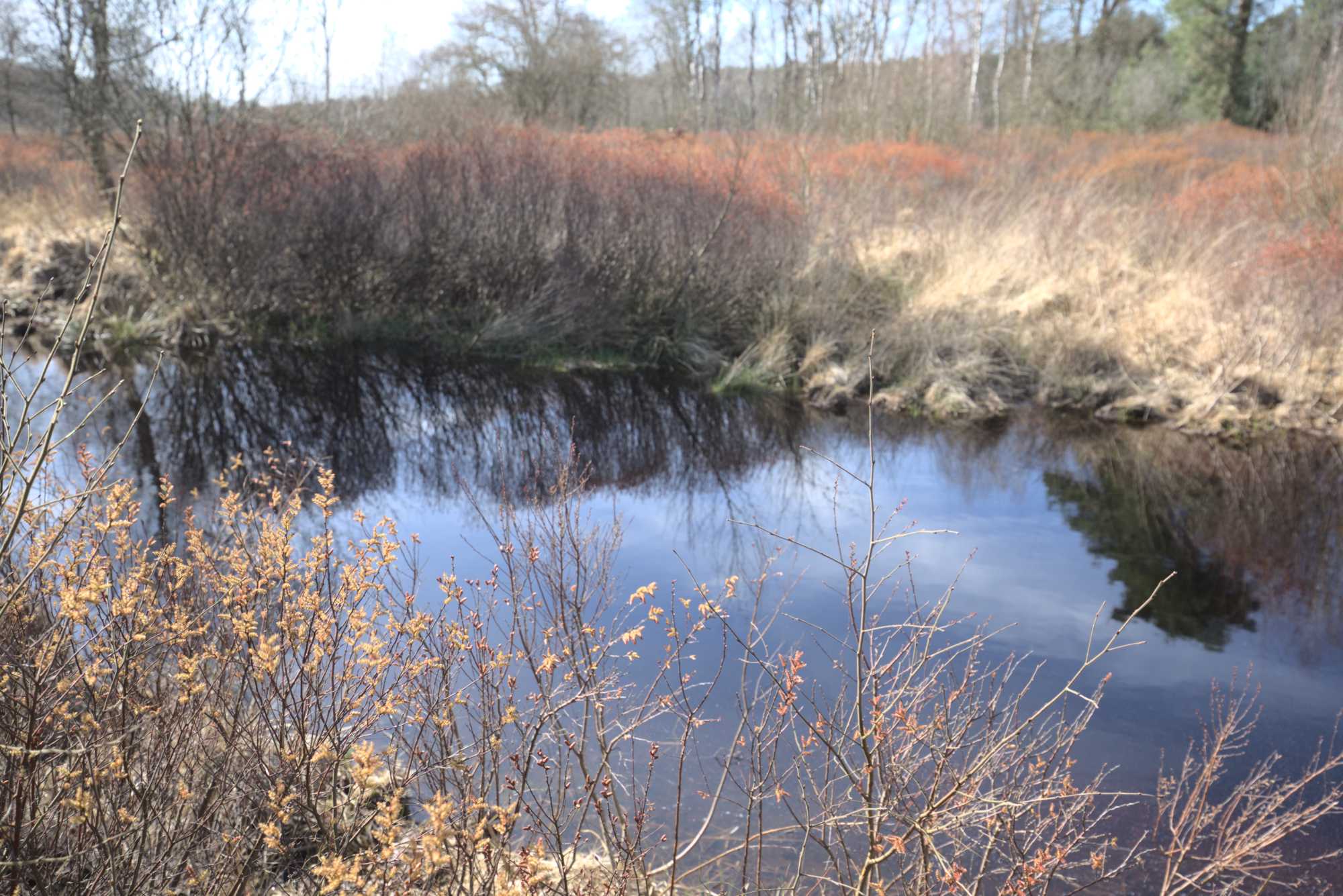 Lokation: Niederlande | Limburg | Roerdalen | Herkenbosch Kategorien: Teich, Datum: 17.03.2020
