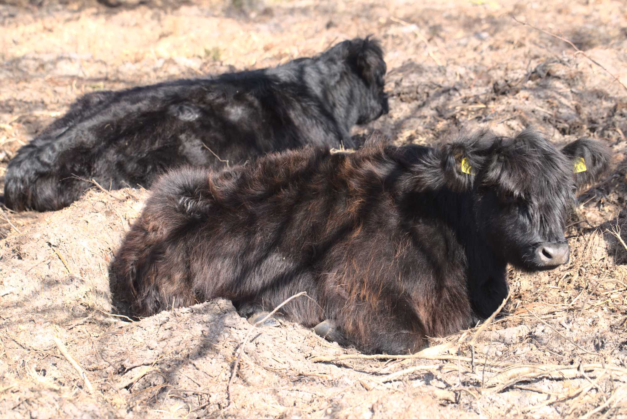 Lokation: Niederlande | Limburg | Roerdalen | Herkenbosch Kategorien: Beweidung, Datum: 17.03.2020