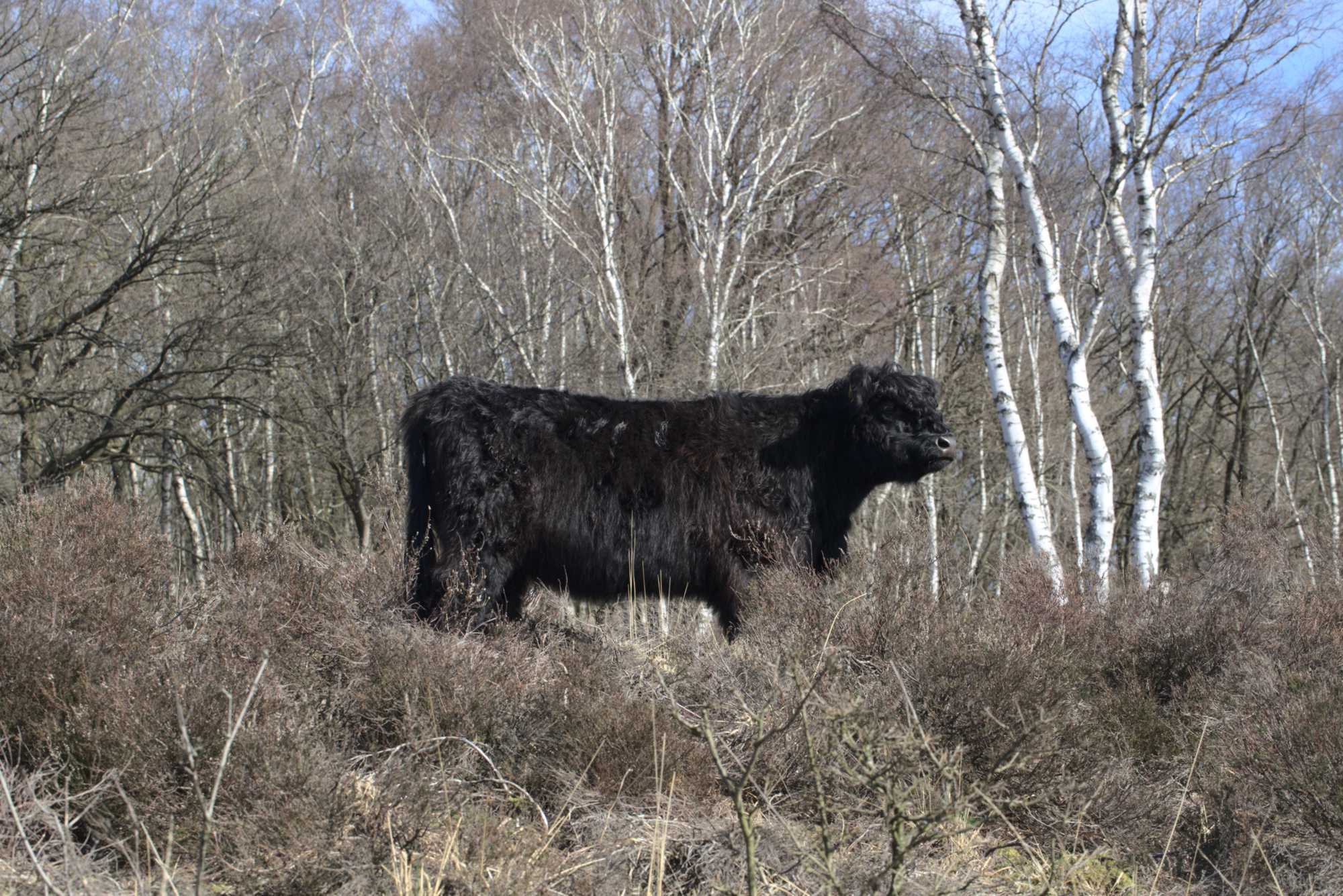Lokation: Niederlande | Limburg | Roerdalen | Herkenbosch Kategorien: Beweidung, Datum: 17.03.2020