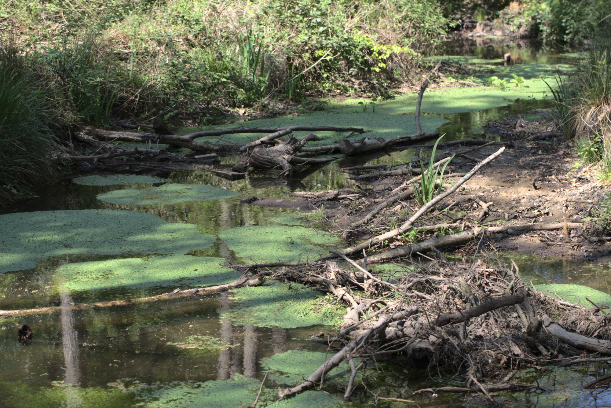 Lokation: Deutschland | Nordrhein-Westfalen | Viersen | NSG Elmpter Schwalmbruch Kategorien: Fluss, Datum: 27.04.2020