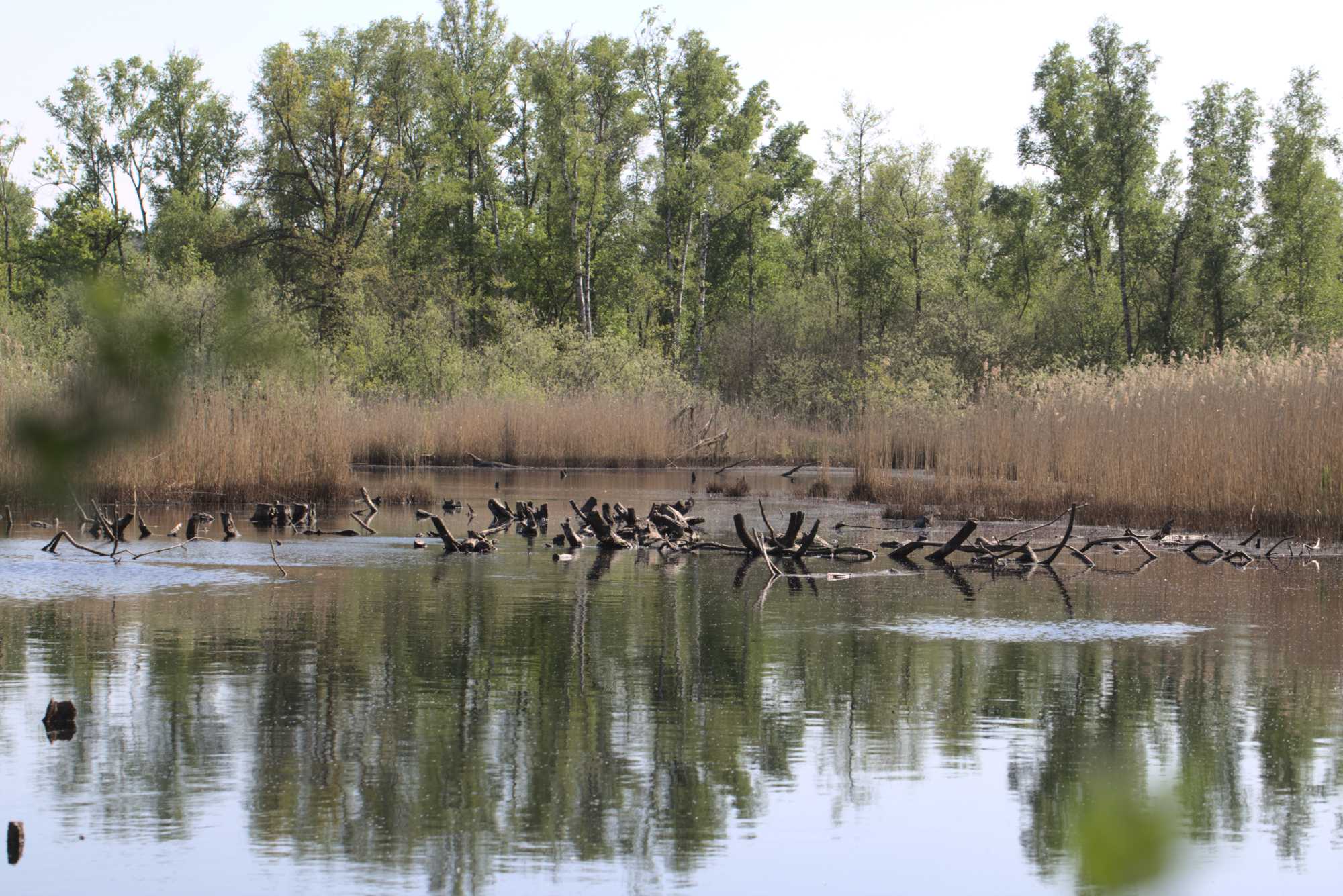 Lokation: Deutschland | Nordrhein-Westfalen | Viersen | NSG Elmpter Schwalmbruch Kategorien: See, Datum: 27.04.2020
