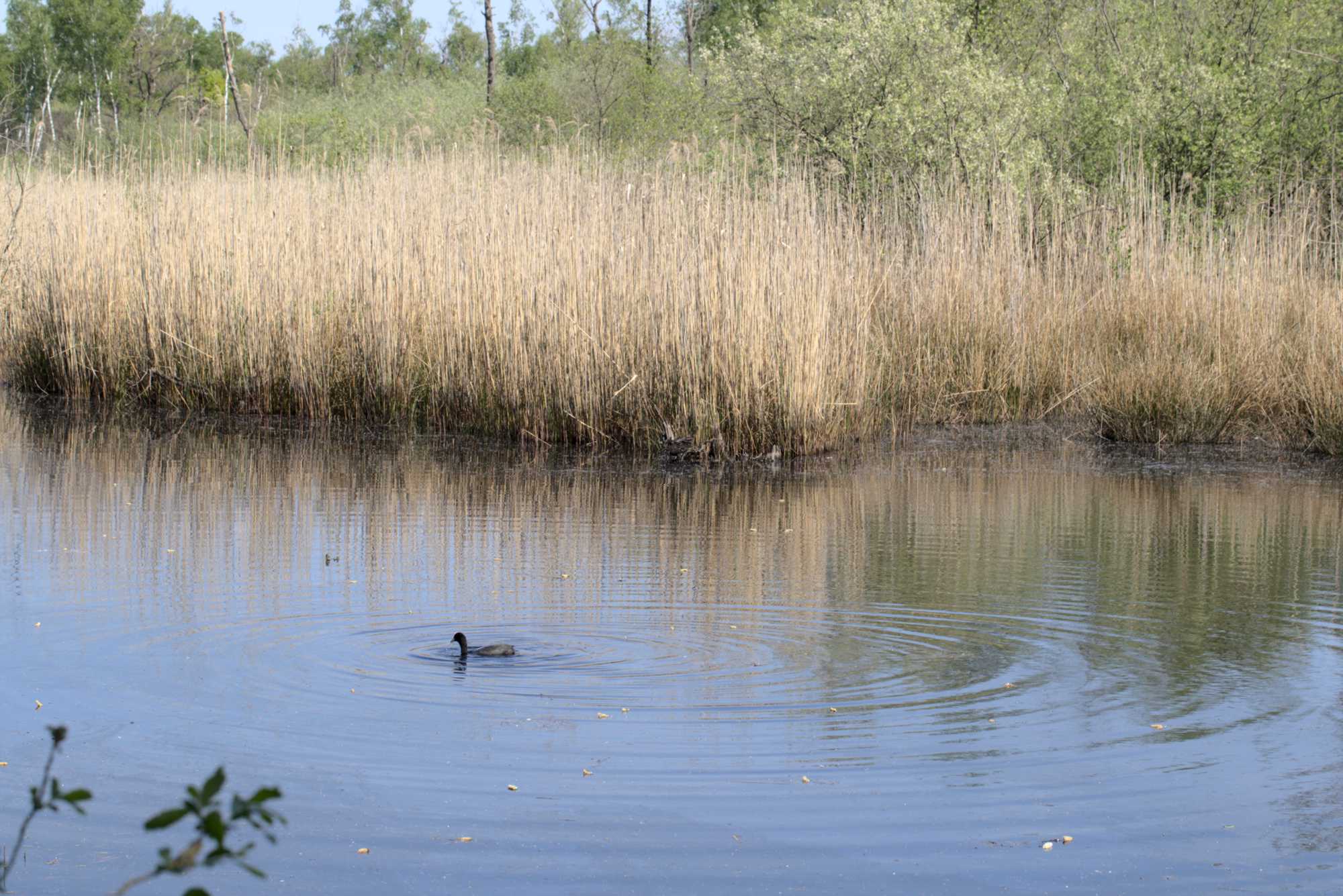 Lokation: Deutschland | Nordrhein-Westfalen | Viersen | NSG Elmpter Schwalmbruch Kategorien: See, Datum: 27.04.2020