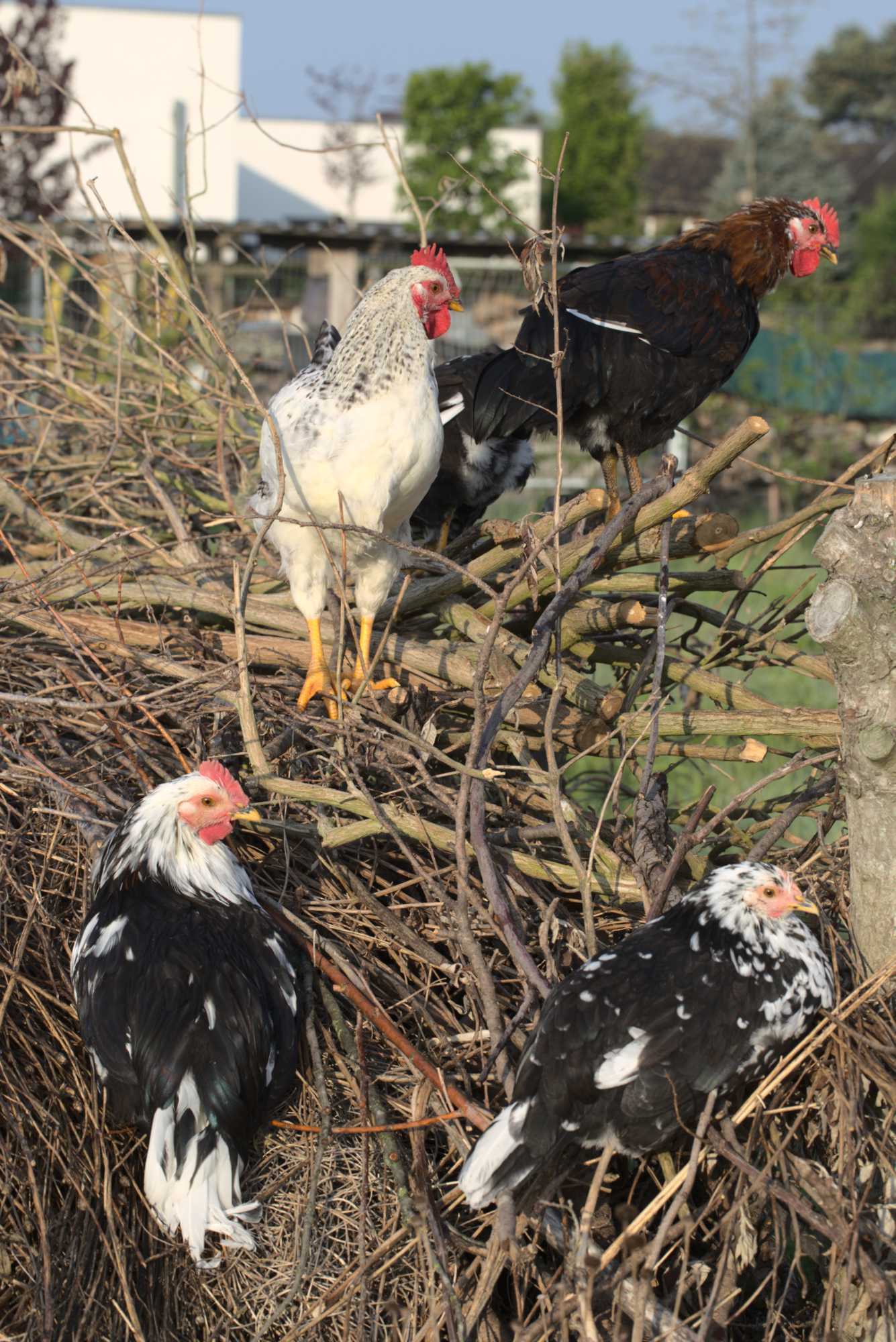 Lokation: Deutschland | Nordrhein-Westfalen | Heinsberg | Wassenberg Kategorien: Hühner, Hortus rusticus, Datum: 03.05.2020