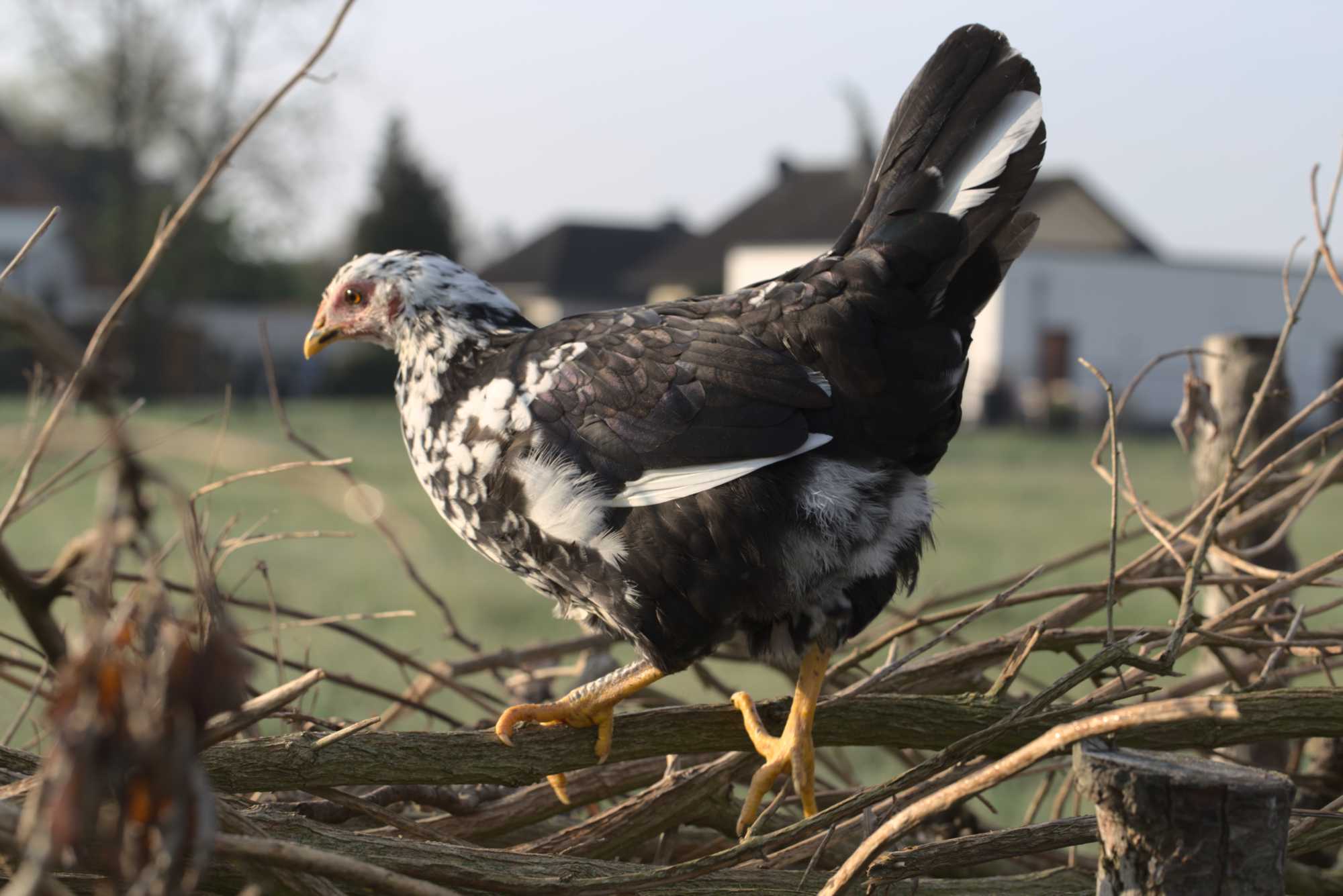 Lokation: Deutschland | Nordrhein-Westfalen | Heinsberg | Wassenberg Kategorien: Hühner, Hortus rusticus, Datum: 03.05.2020