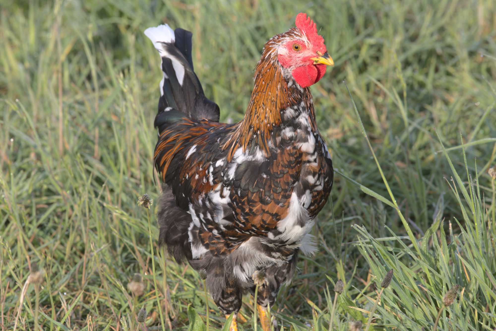 Lokation: Deutschland | Nordrhein-Westfalen | Heinsberg | Wassenberg Kategorien: Hühner, Hortus rusticus, Datum: 03.05.2020