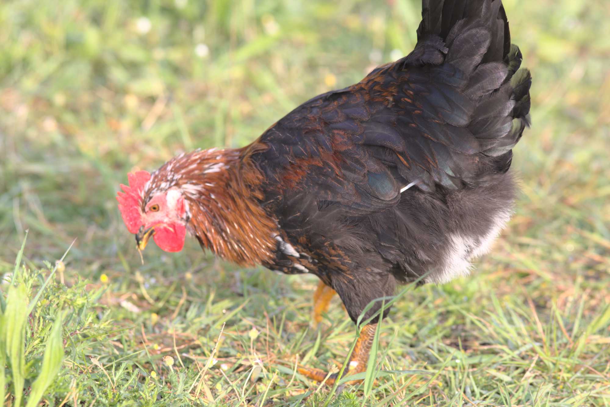 Lokation: Deutschland | Nordrhein-Westfalen | Heinsberg | Wassenberg Kategorien: Hühner, Hortus rusticus, Datum: 03.05.2020