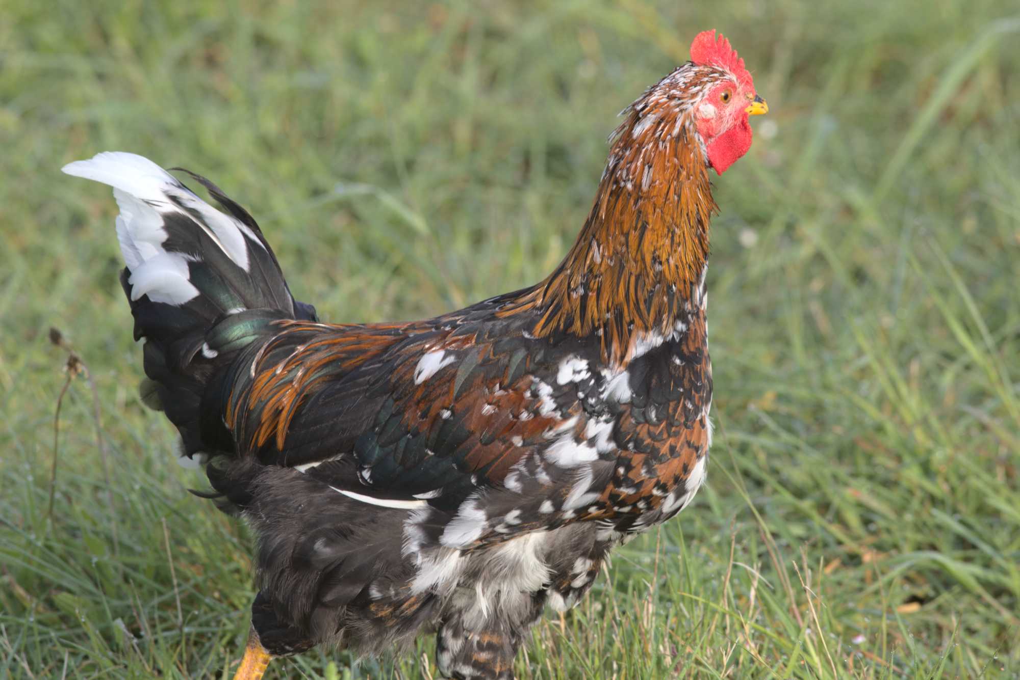 Lokation: Deutschland | Nordrhein-Westfalen | Heinsberg | Wassenberg Kategorien: Hühner, Hortus rusticus, Datum: 03.05.2020
