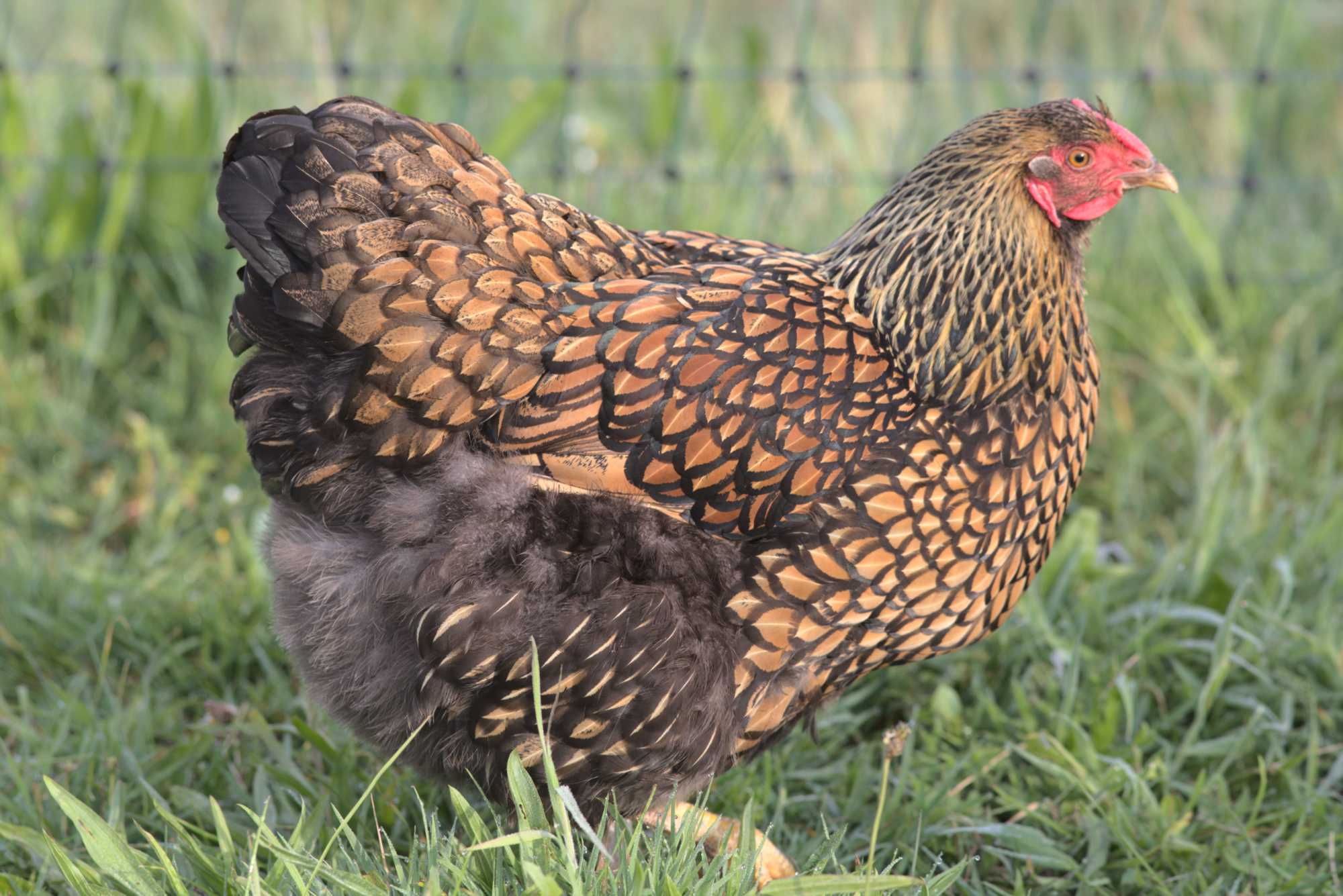 Lokation: Deutschland | Nordrhein-Westfalen | Heinsberg | Wassenberg Kategorien: Hühner, Hortus rusticus, Datum: 03.05.2020
