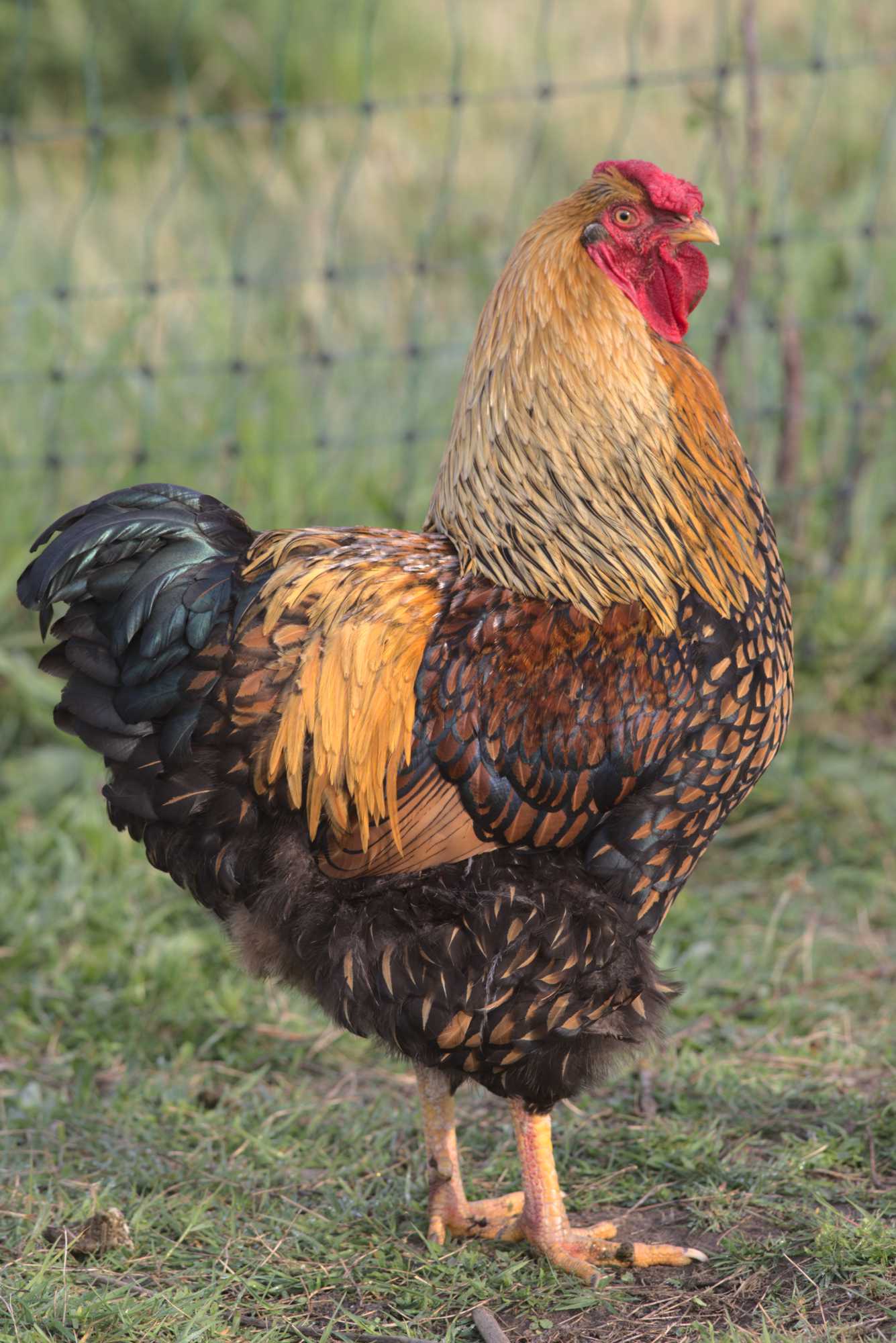 Lokation: Deutschland | Nordrhein-Westfalen | Heinsberg | Wassenberg Kategorien: Hühner, Hortus rusticus, Datum: 03.05.2020