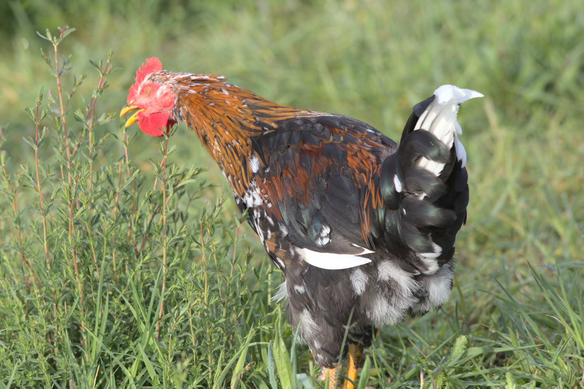 Lokation: Deutschland | Nordrhein-Westfalen | Heinsberg | Wassenberg Kategorien: Hühner, Hortus rusticus, Datum: 03.05.2020