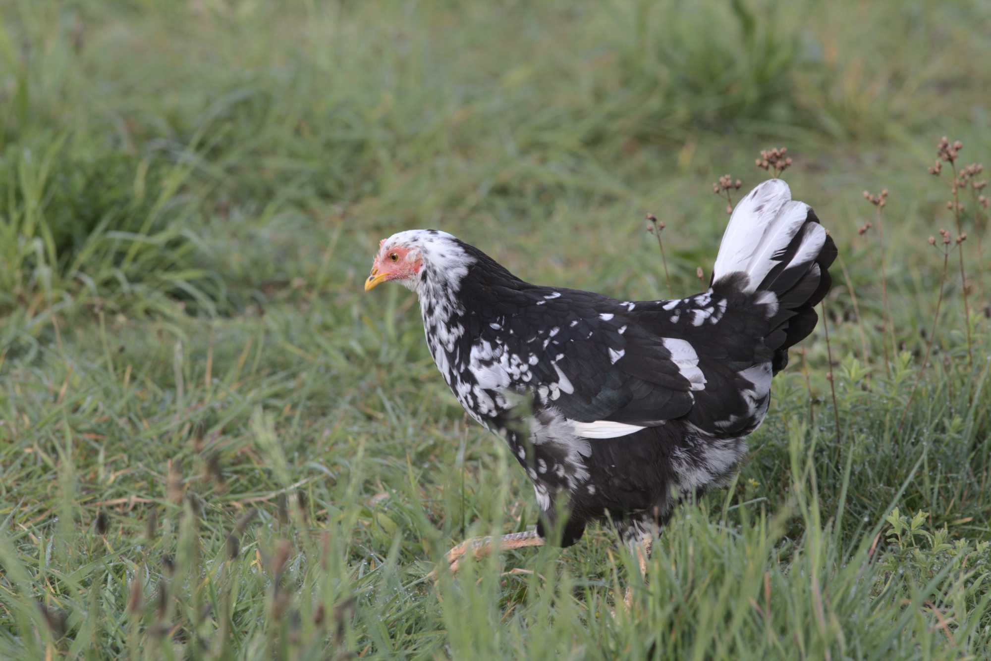 Lokation: Deutschland | Nordrhein-Westfalen | Heinsberg | Wassenberg Kategorien: Hühner, Hortus rusticus, Datum: 03.05.2020