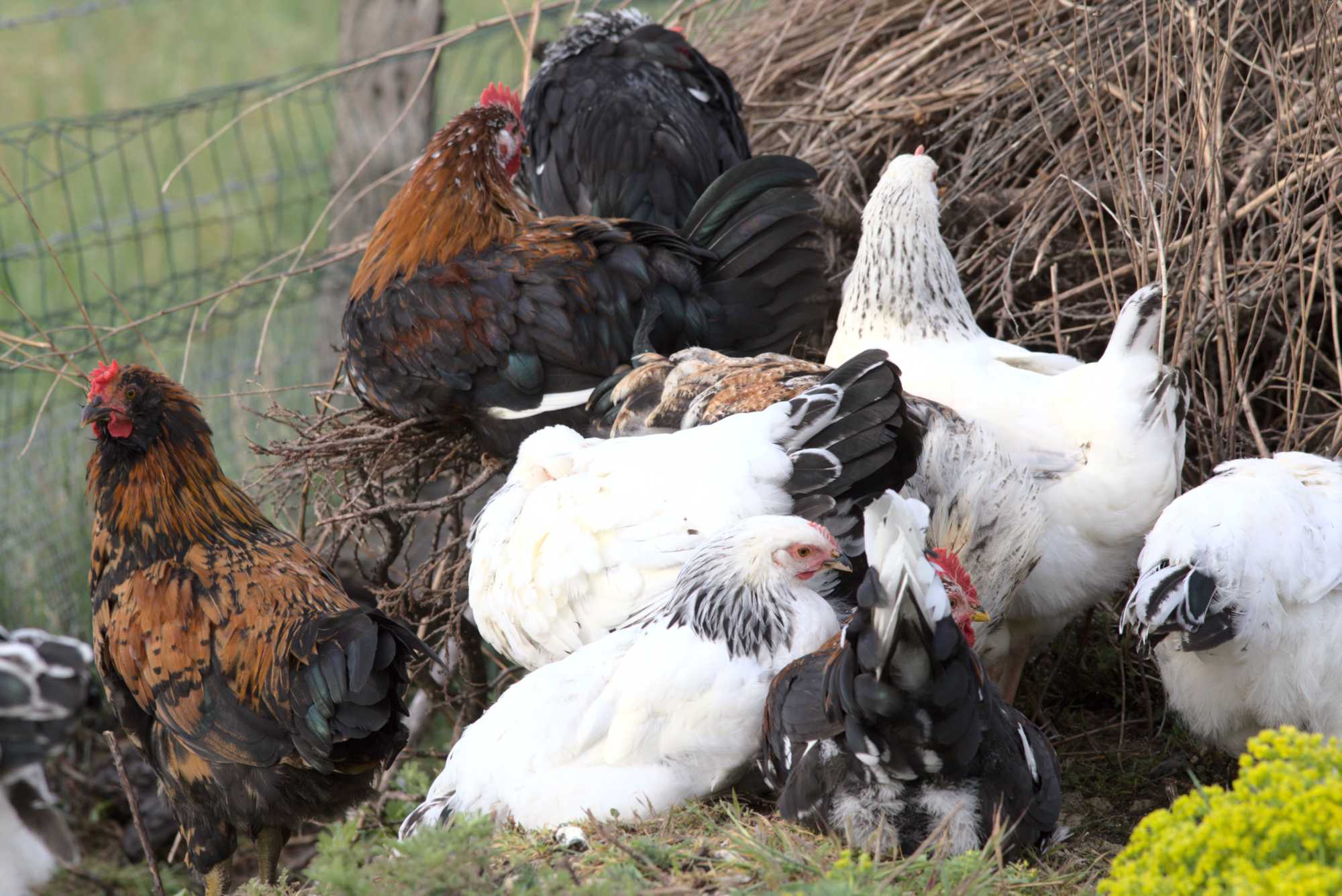 Lokation: Deutschland | Nordrhein-Westfalen | Heinsberg | Wassenberg Kategorien: Hühner, Hortus rusticus, Datum: 03.05.2020