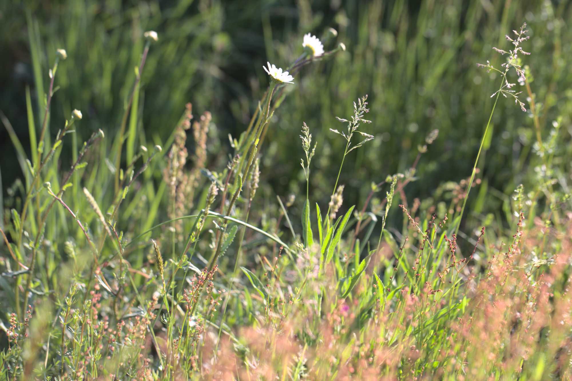 Lokation: Deutschland | Nordrhein-Westfalen | Heinsberg | Wassenberg Kategorien: Wiese, Datum: 05.05.2020