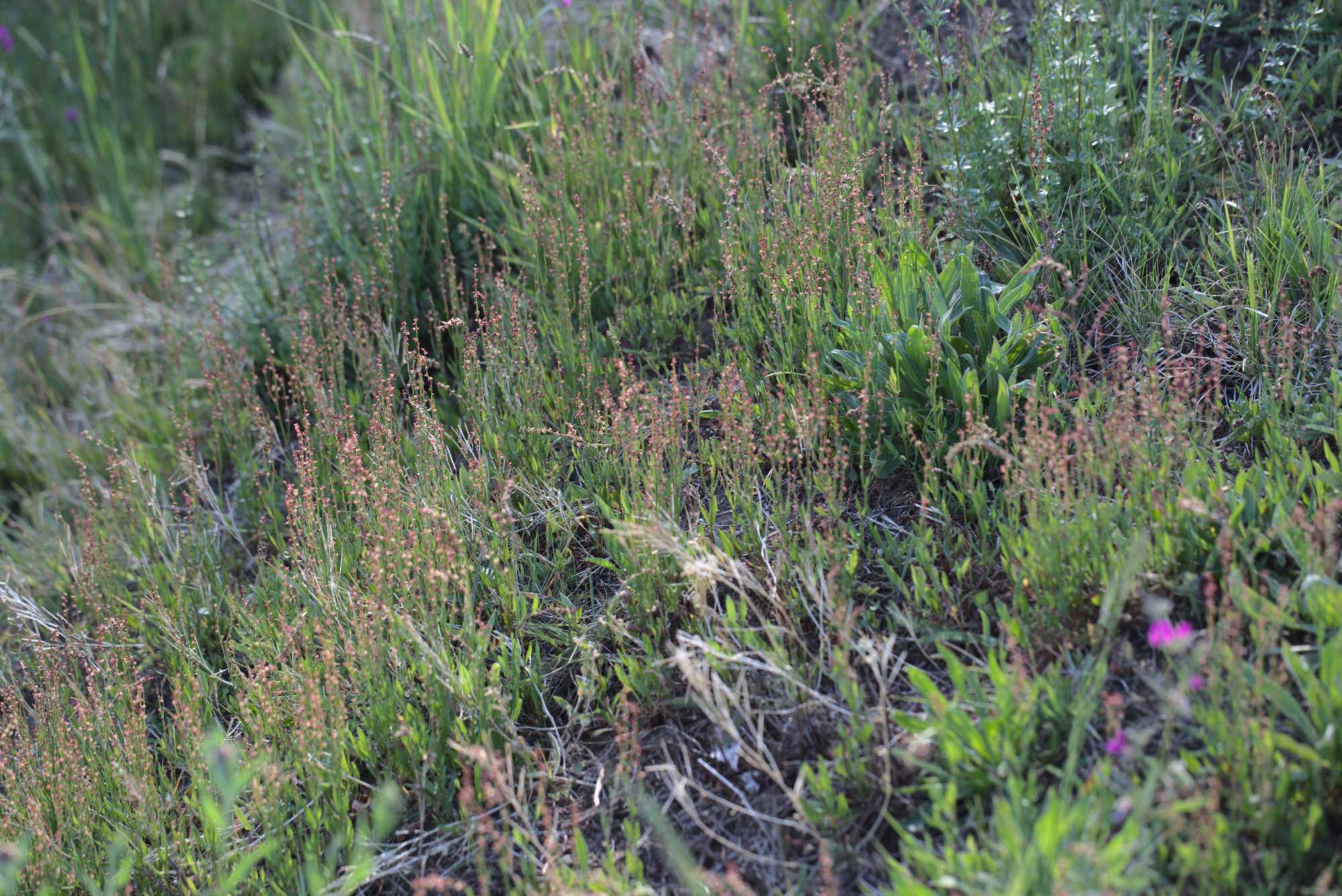 Lokation: Deutschland | Nordrhein-Westfalen | Heinsberg | Wassenberg Kategorien: Wiese, Datum: 05.05.2020