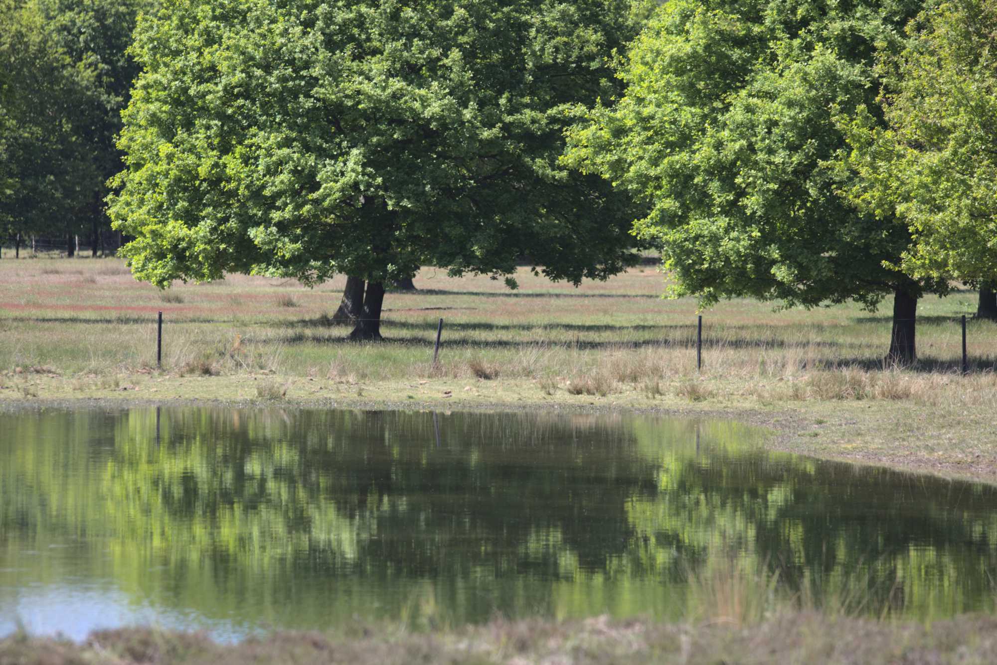 Lokation: Deutschland | Nordrhein-Westfalen | Viersen | NSG Luesekamp Kategorien: Teich, Datum: 06.05.2020