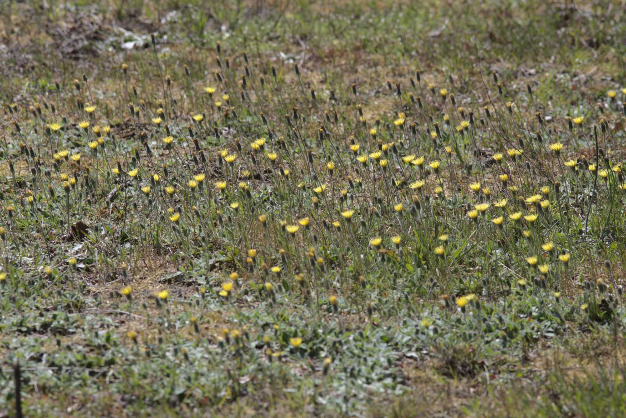Lokation: Deutschland | Nordrhein-Westfalen | Viersen | NSG Luesekamp Kategorien: Wiese, Datum: 06.05.2020