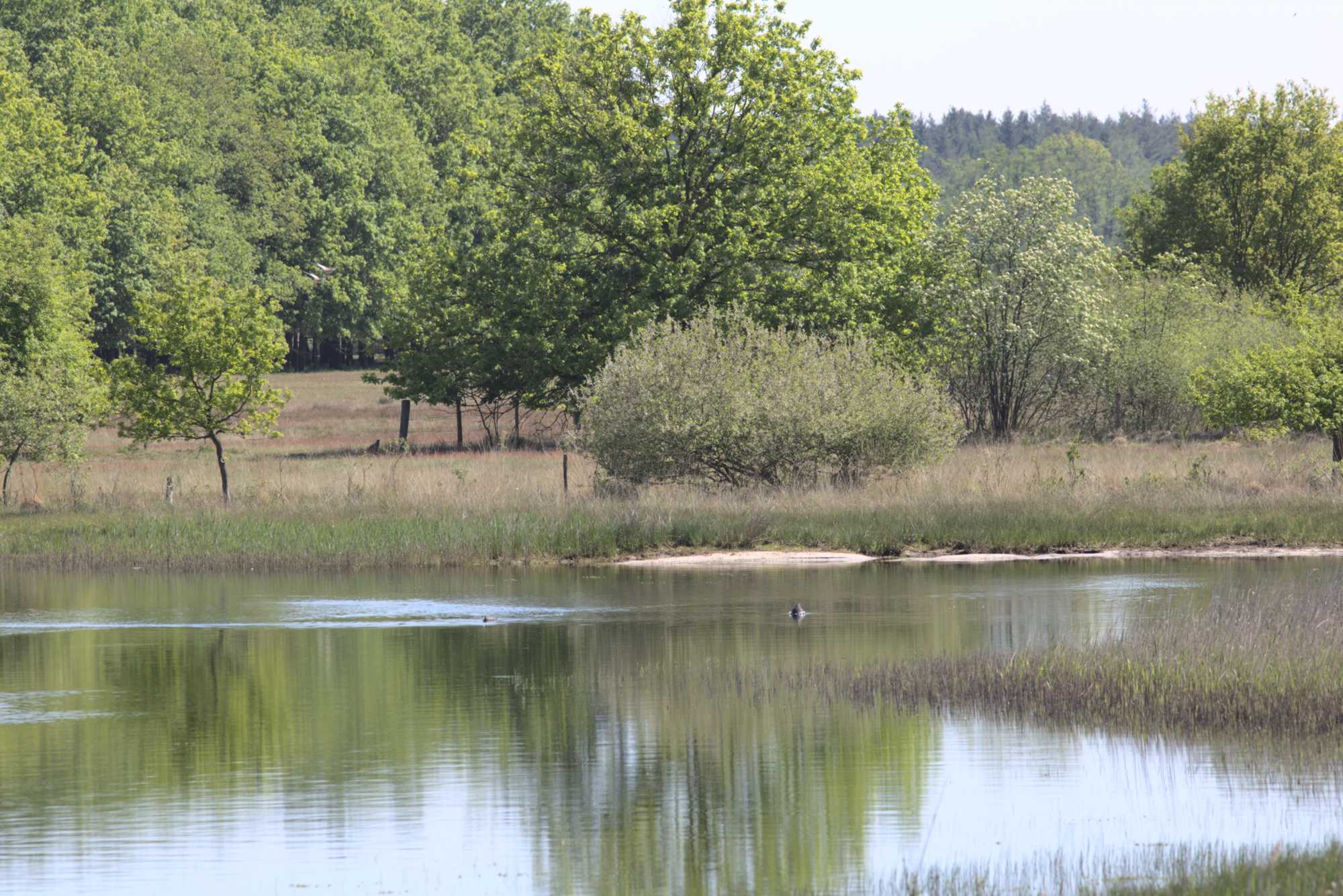 Lokation: Deutschland | Nordrhein-Westfalen | Viersen | NSG Luesekamp Kategorien: See, Datum: 06.05.2020