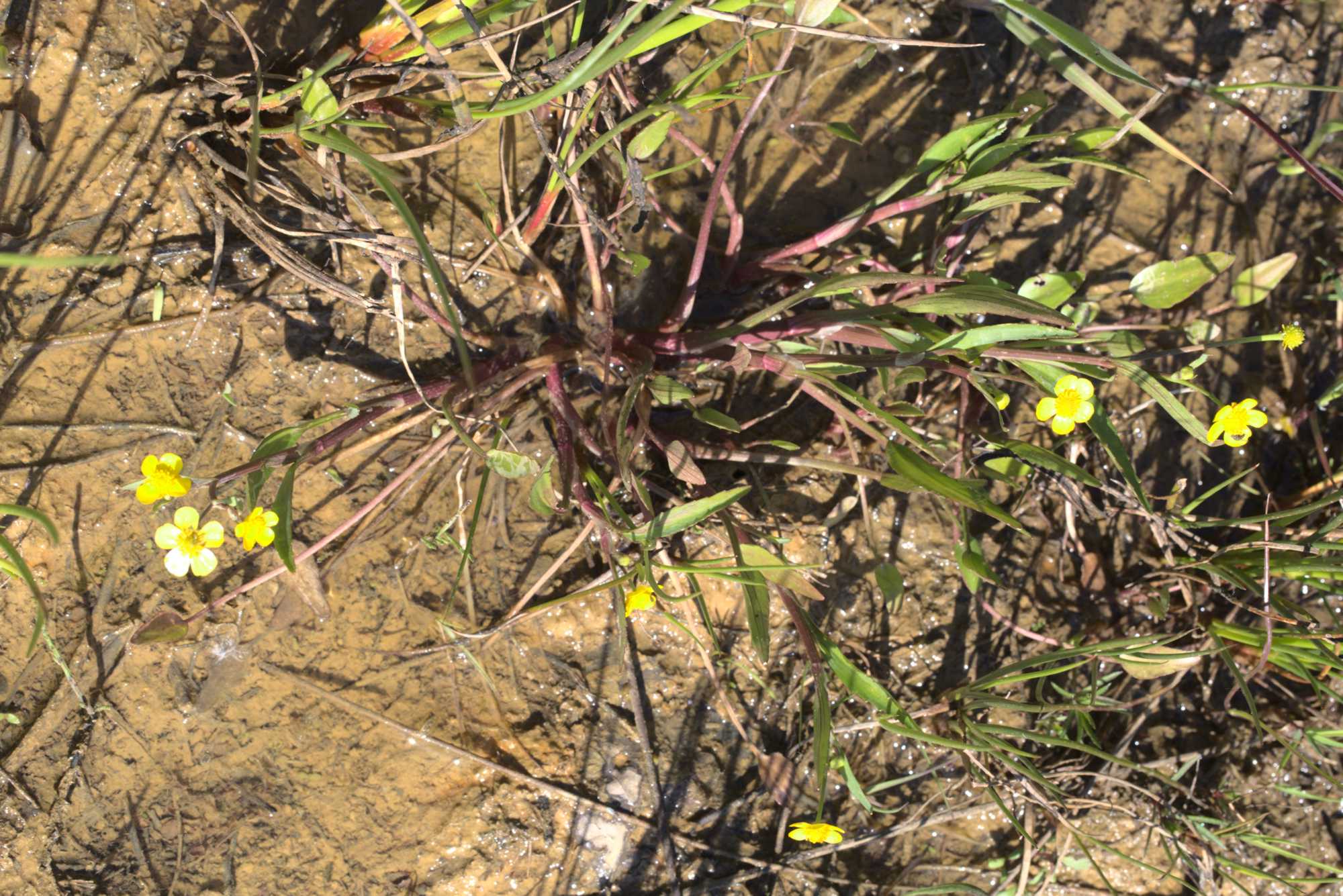 Lokation: Niederlande | Limburg | Roerdalen | Vlodrop Kategorien: Sumpf, Datum: 06.05.2020