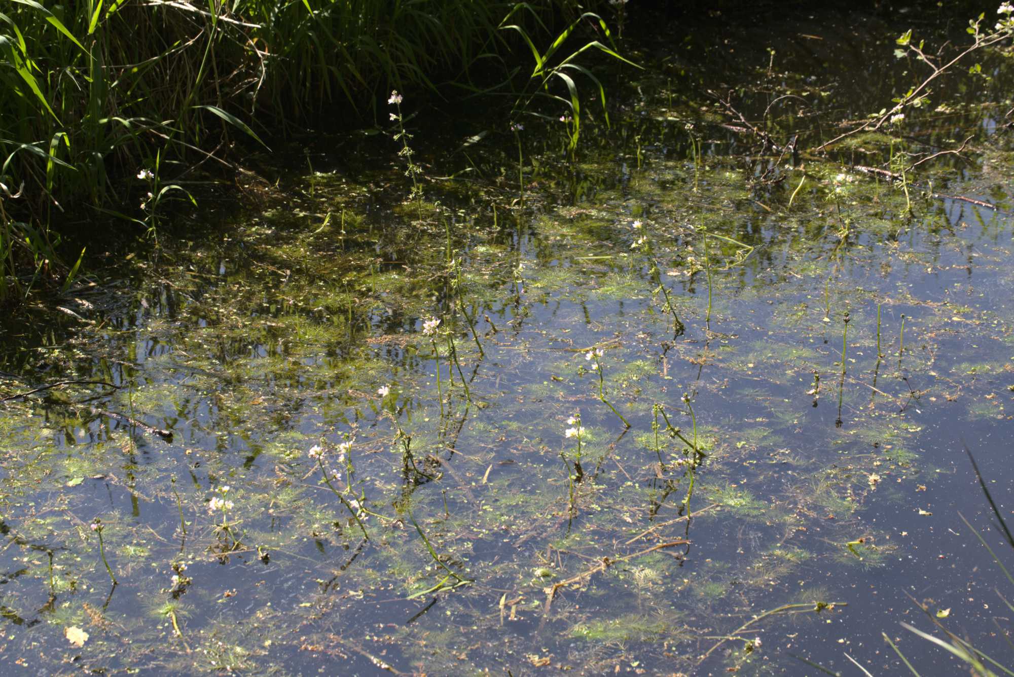 Lokation: Niederlande | Limburg | Roerdalen | Vlodrop Kategorien: Sumpf, Datum: 06.05.2020