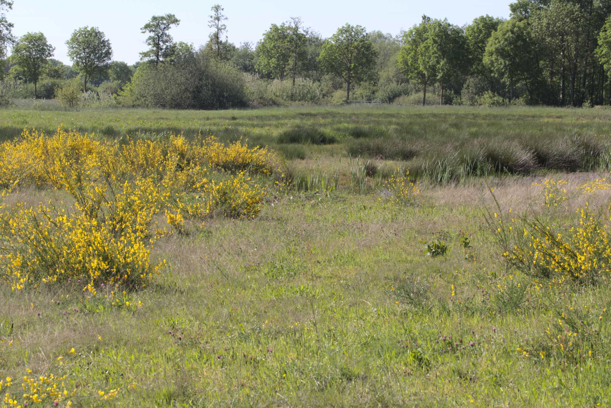 Lokation: Niederlande | Limburg | Roerdalen | Vlodrop Kategorien: Sumpf, Datum: 06.05.2020