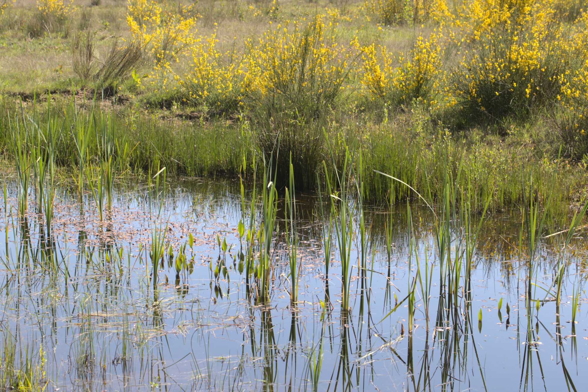 Lokation: Niederlande | Limburg | Roerdalen | Vlodrop Kategorien: Sumpf, Datum: 06.05.2020