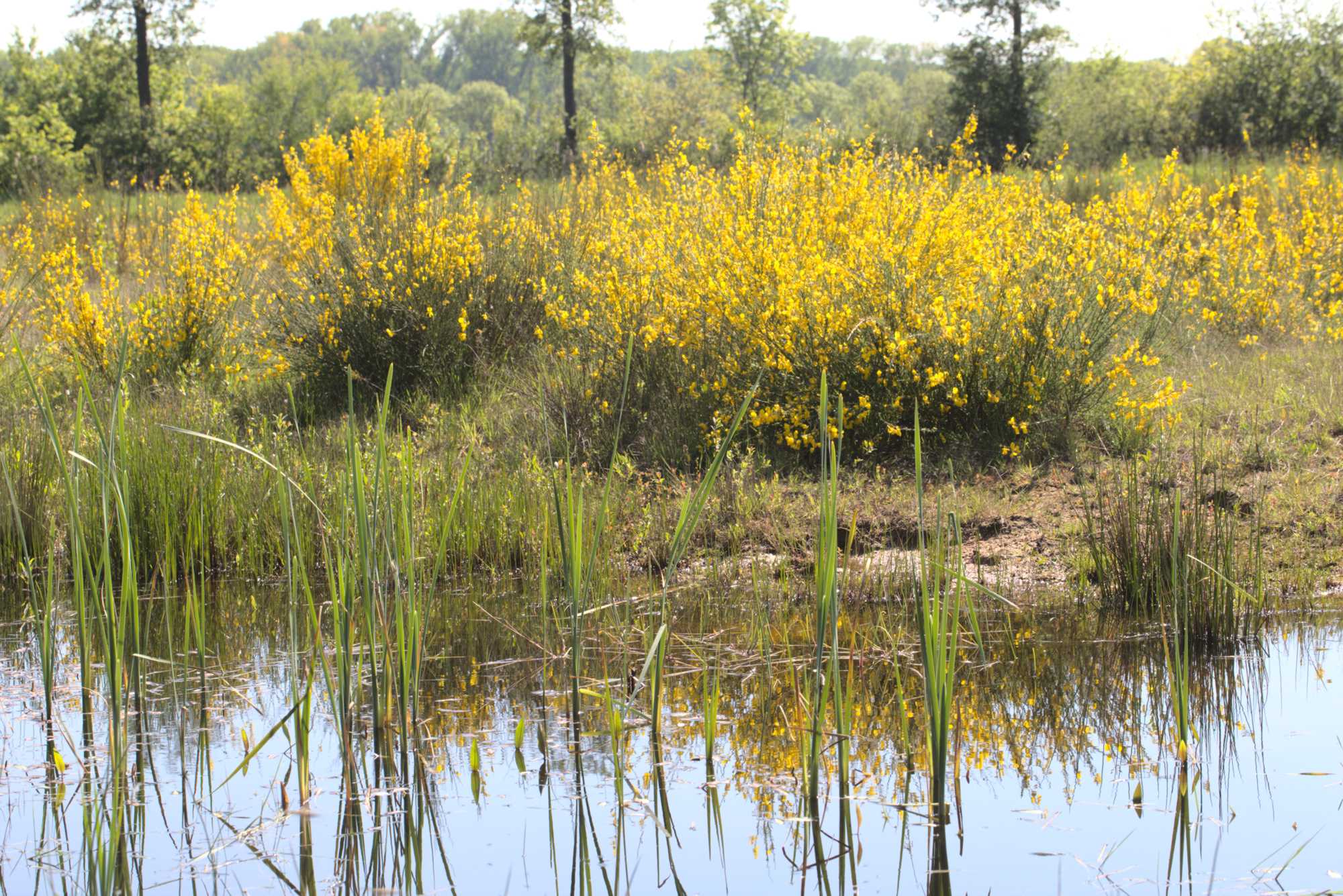 Lokation: Niederlande | Limburg | Roerdalen | Vlodrop Kategorien: Sumpf, Datum: 06.05.2020