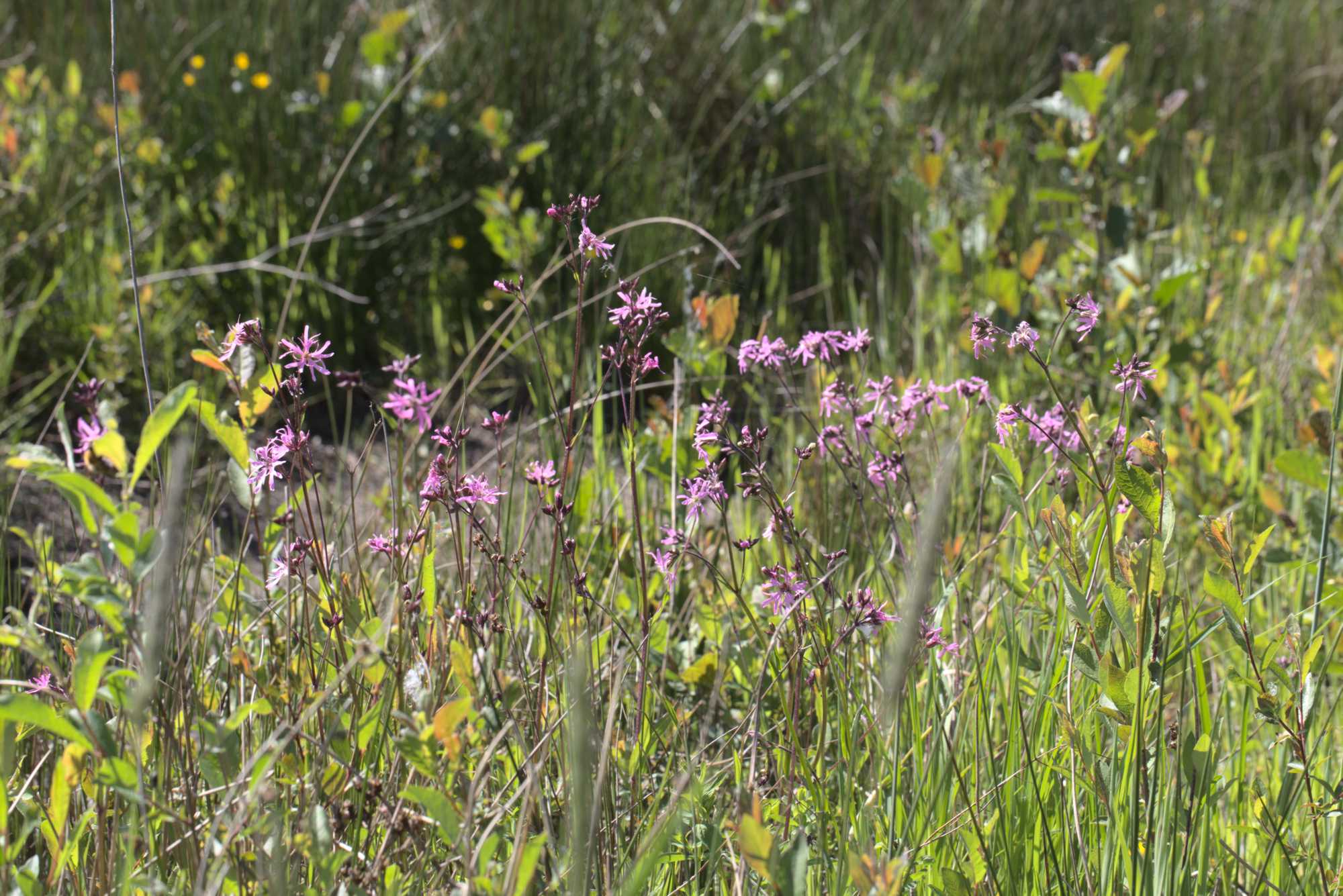 Lokation: Niederlande | Limburg | Roerdalen | Vlodrop Kategorien: Sumpf, Datum: 06.05.2020