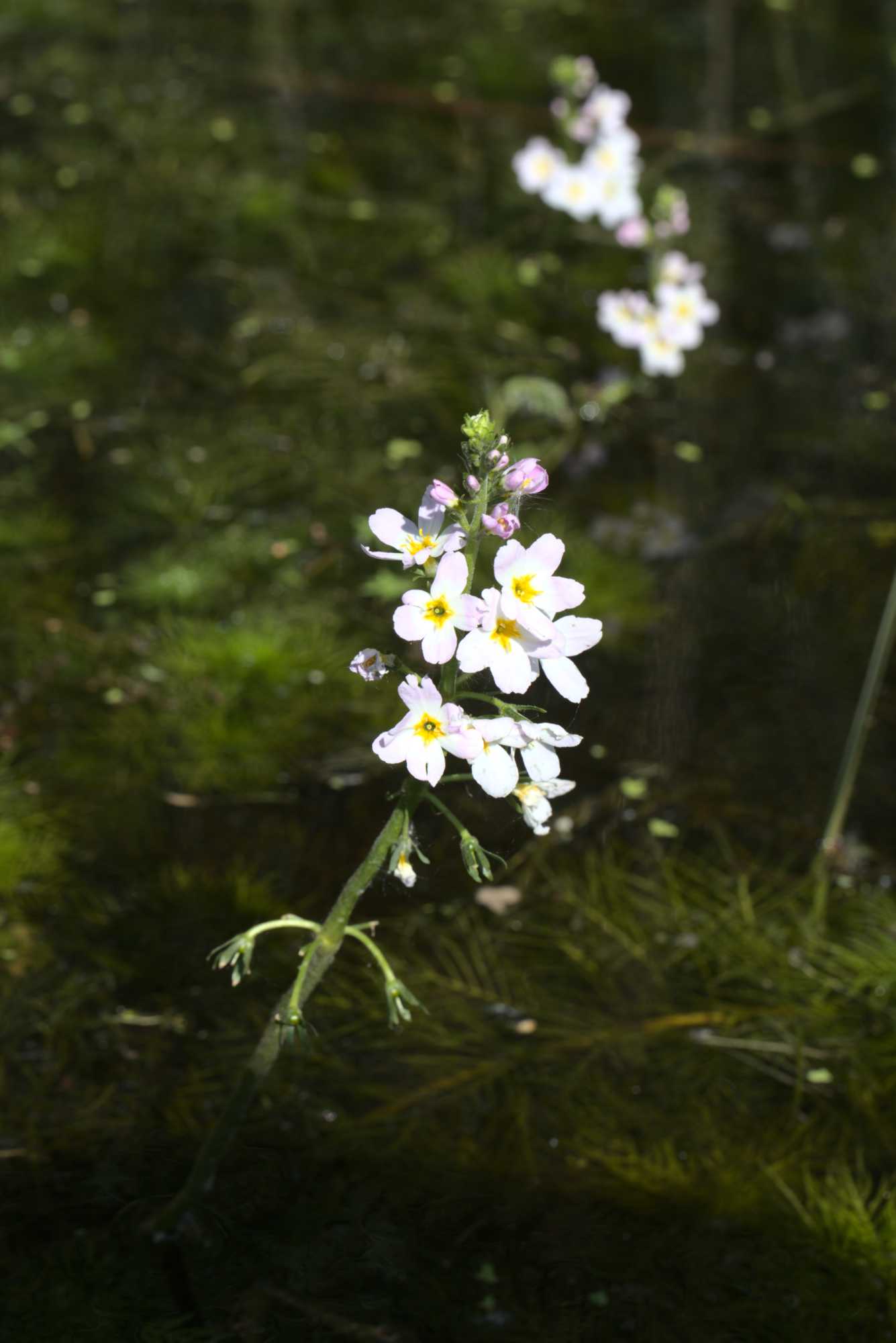 Lokation: Niederlande | Limburg | Roerdalen | Vlodrop Kategorien: Habitus, Sumpf, Datum: 06.05.2020