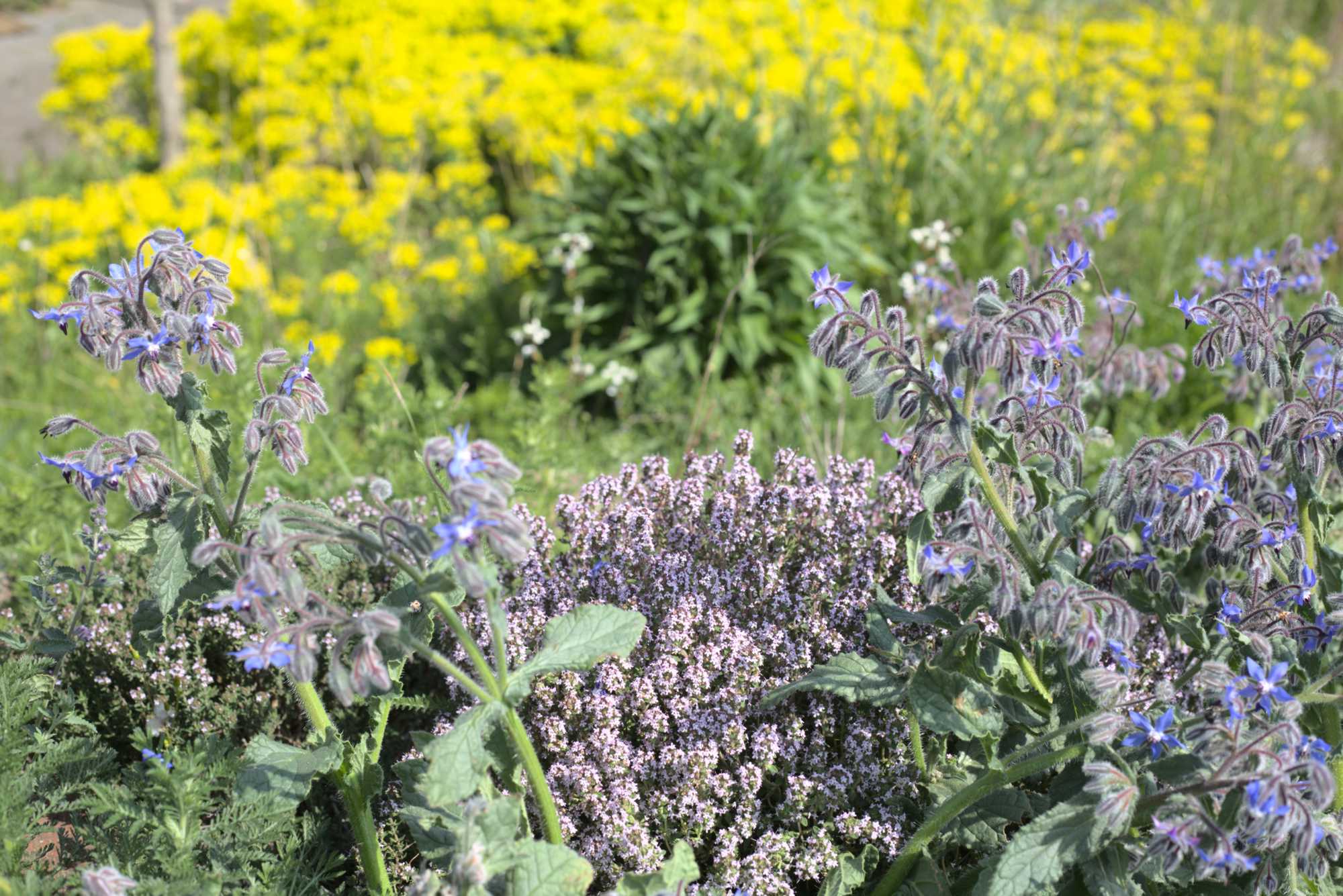 Lokation: Deutschland | Nordrhein-Westfalen | Heinsberg | Wassenberg Kategorien: Naturgarten, Magerbeet, Hortus rusticus, Landhausgarten, Datum: 08.05.2020