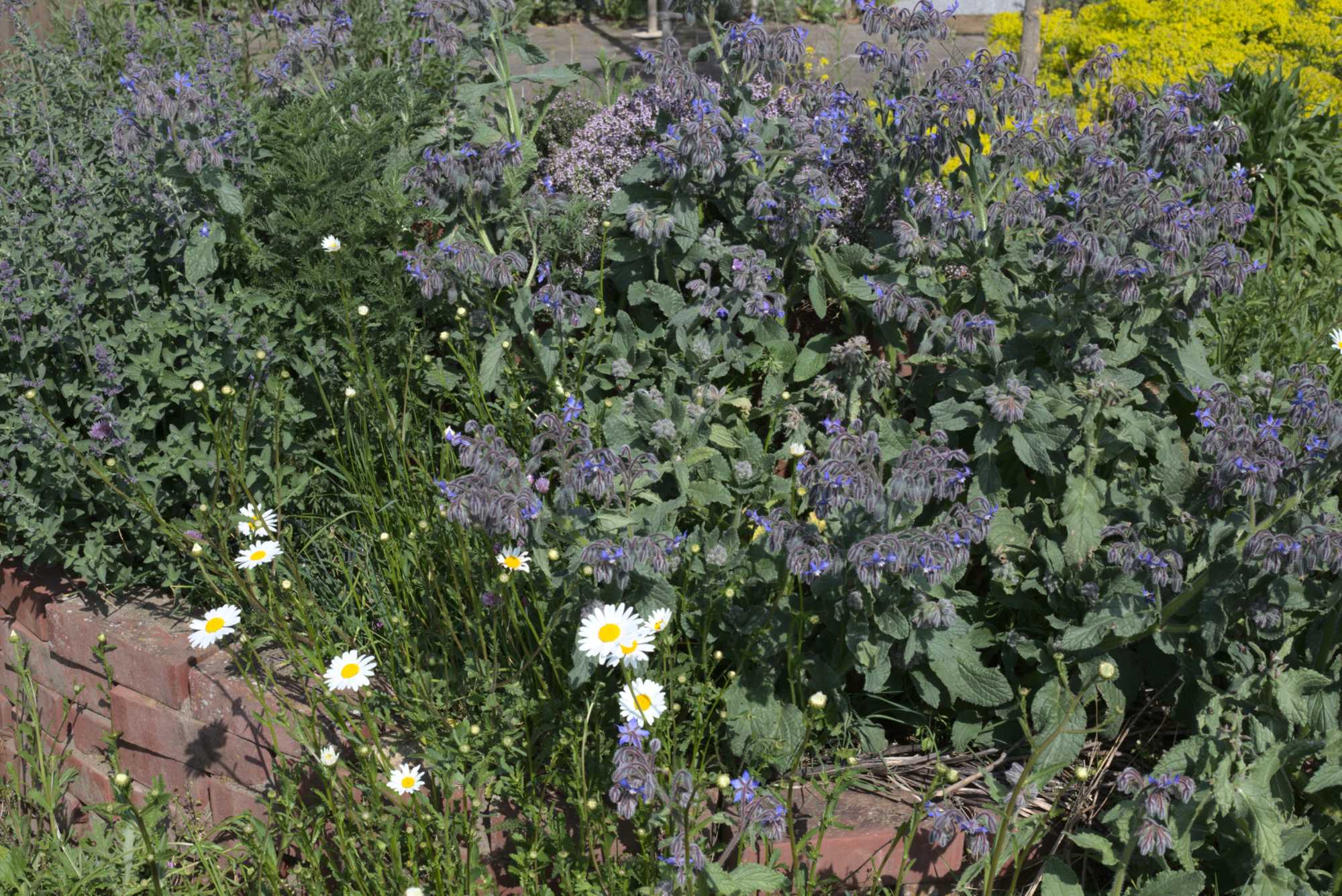 Lokation: Deutschland | Nordrhein-Westfalen | Heinsberg | Wassenberg Kategorien: Naturgarten, Magerbeet, Hortus rusticus, Landhausgarten, Datum: 08.05.2020