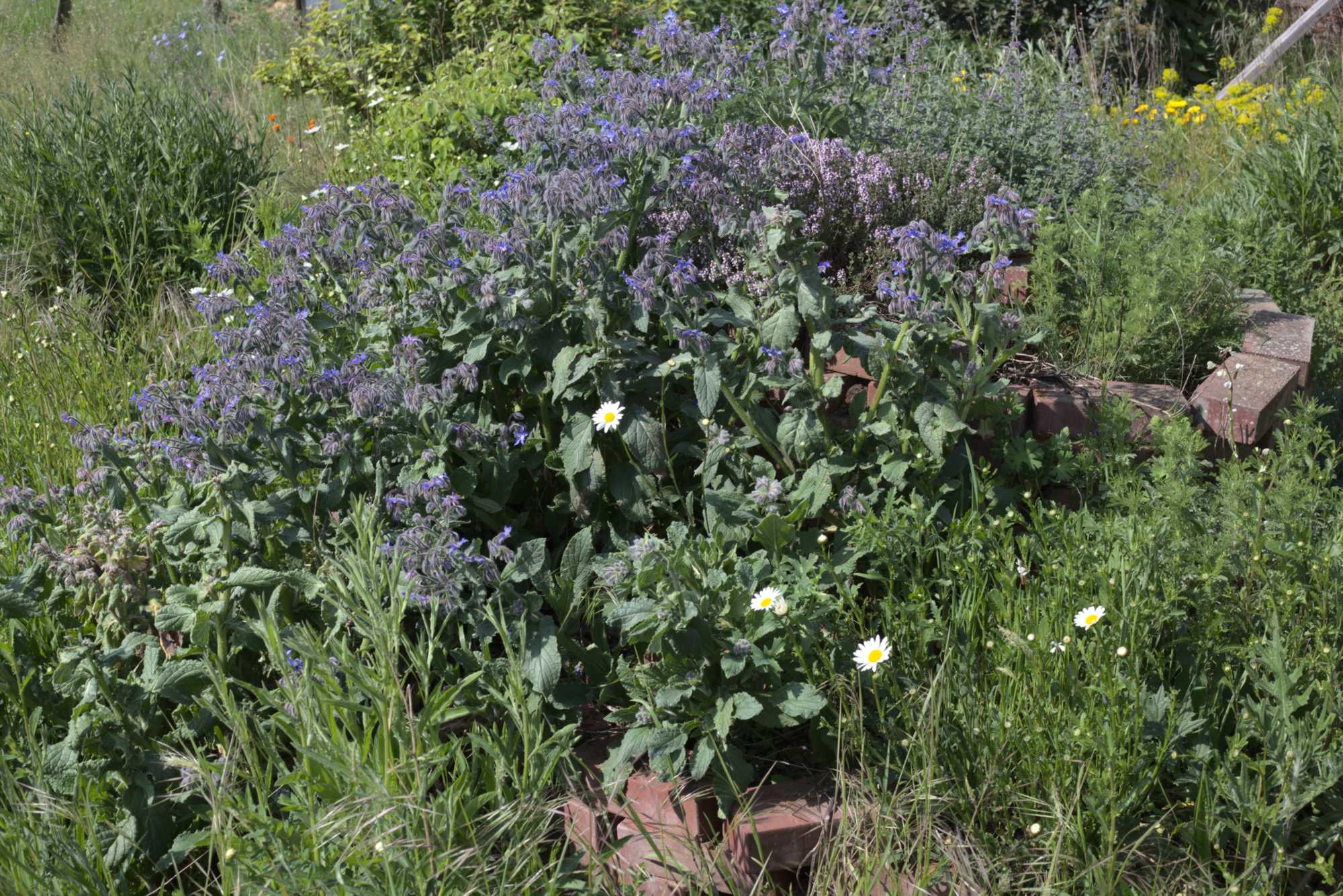 Lokation: Deutschland | Nordrhein-Westfalen | Heinsberg | Wassenberg Kategorien: Naturgarten, Magerbeet, Hortus rusticus, Landhausgarten, Datum: 08.05.2020