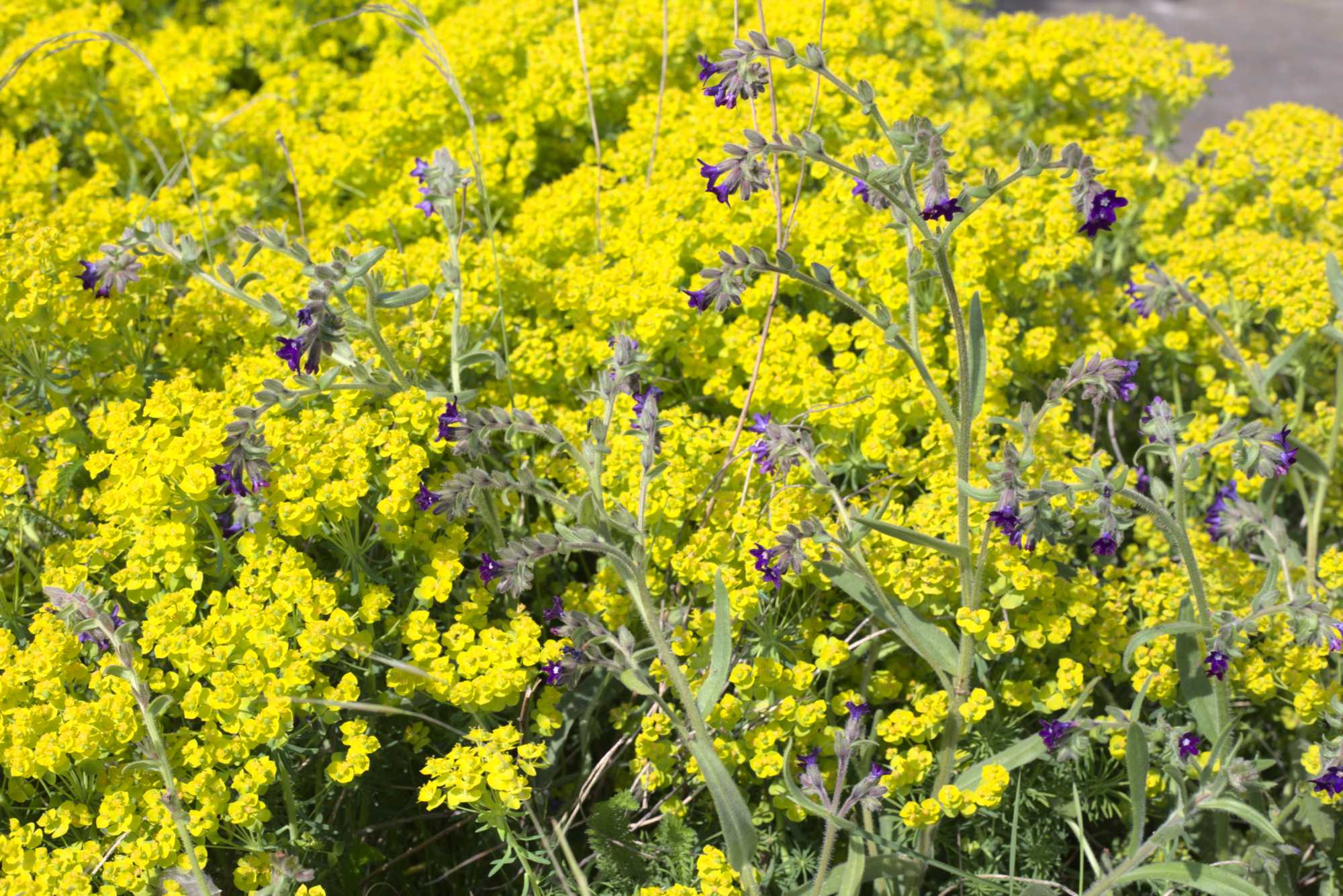 Lokation: Deutschland | Nordrhein-Westfalen | Heinsberg | Wassenberg Kategorien: Naturgarten, Magerbeet, Hortus rusticus, Landhausgarten, Datum: 08.05.2020