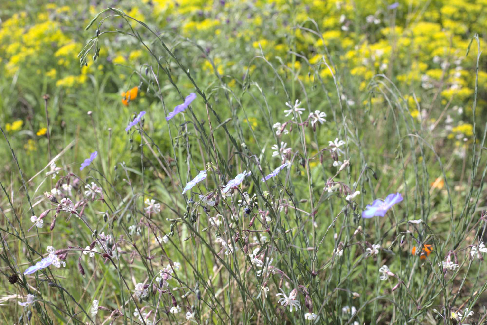 Lokation: Deutschland | Nordrhein-Westfalen | Heinsberg | Wassenberg Kategorien: Naturgarten, Magerbeet, Hortus rusticus, Landhausgarten, Datum: 08.05.2020