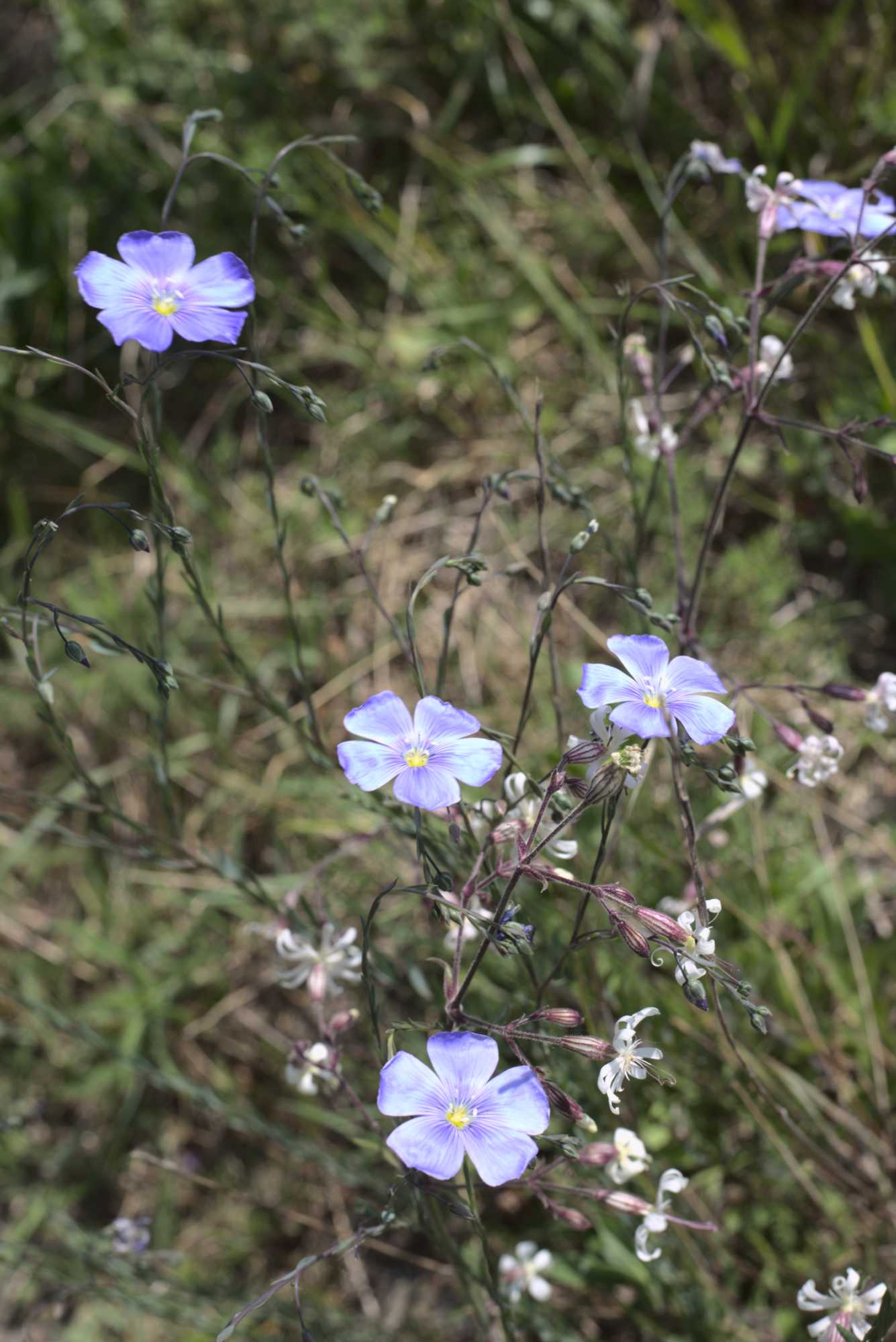 Lokation: Deutschland | Nordrhein-Westfalen | Heinsberg | Wassenberg Kategorien: Naturgarten, Magerbeet, Hortus rusticus, Landhausgarten, Datum: 08.05.2020