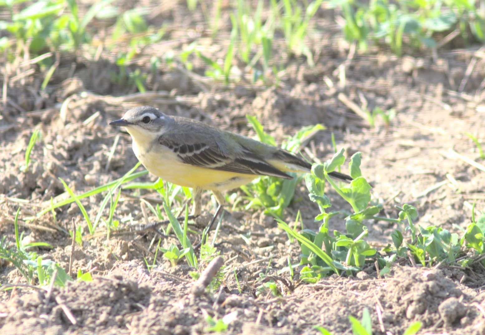 Lokation: Deutschland | Nordrhein-Westfalen | Heinsberg | Wassenberg Kategorien: Vögel, Datum: 09.05.2020