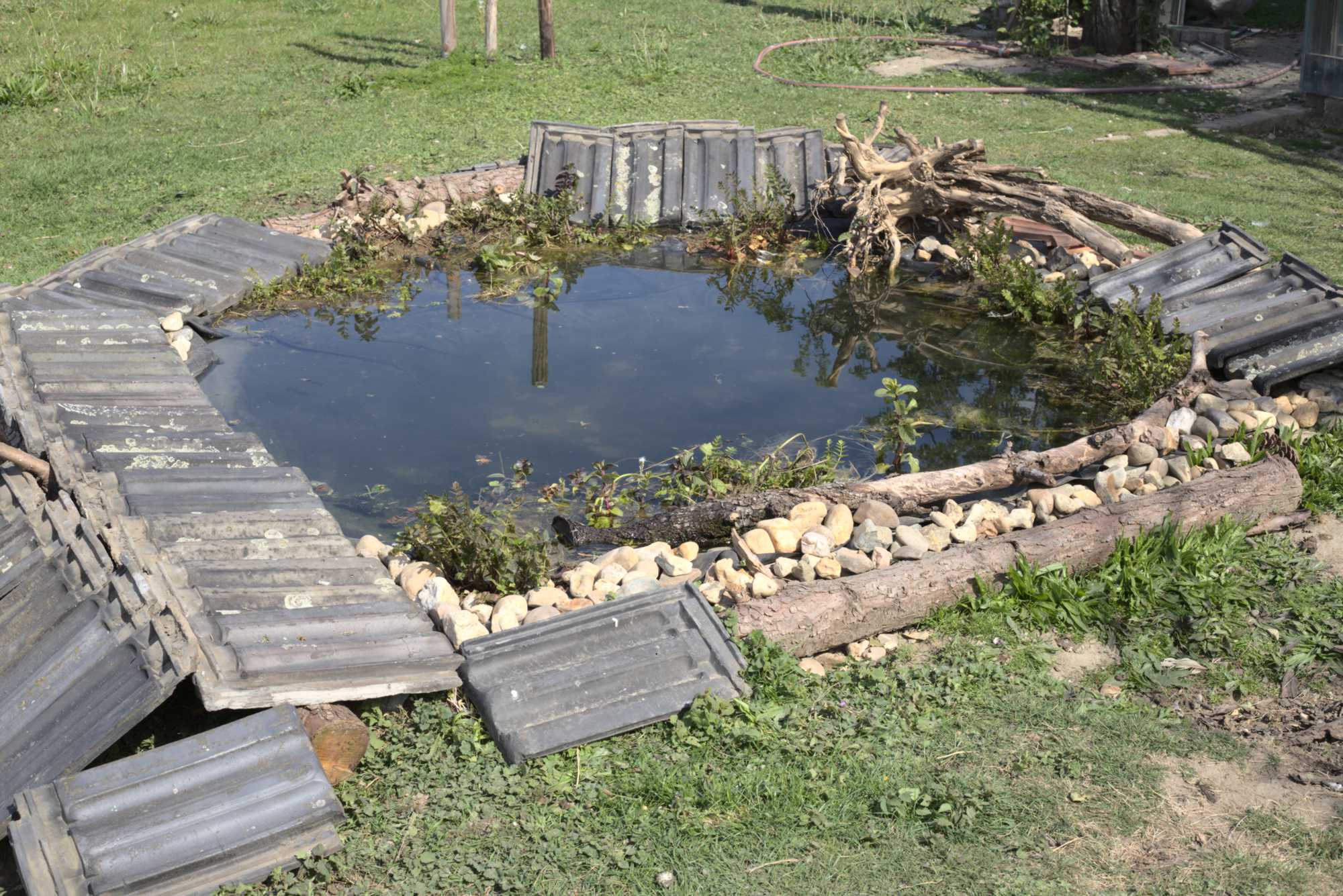 Lokation: Deutschland | Nordrhein-Westfalen | Heinsberg | Wassenberg Kategorien: Teich, Hortus rusticus, Datum: 13.05.2020
