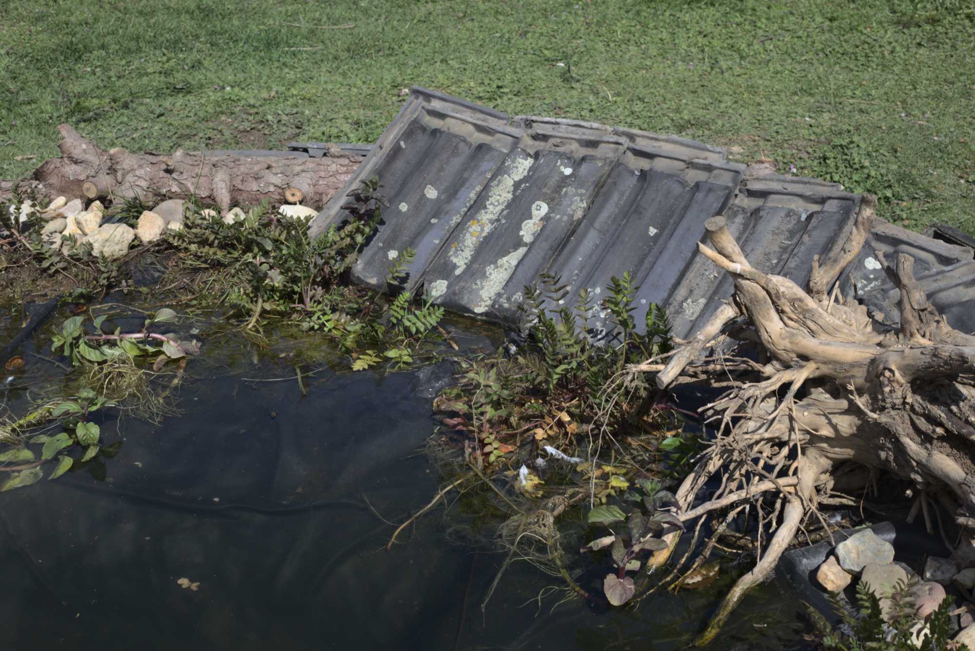 Lokation: Deutschland | Nordrhein-Westfalen | Heinsberg | Wassenberg Kategorien: Teich, Hortus rusticus, Datum: 13.05.2020