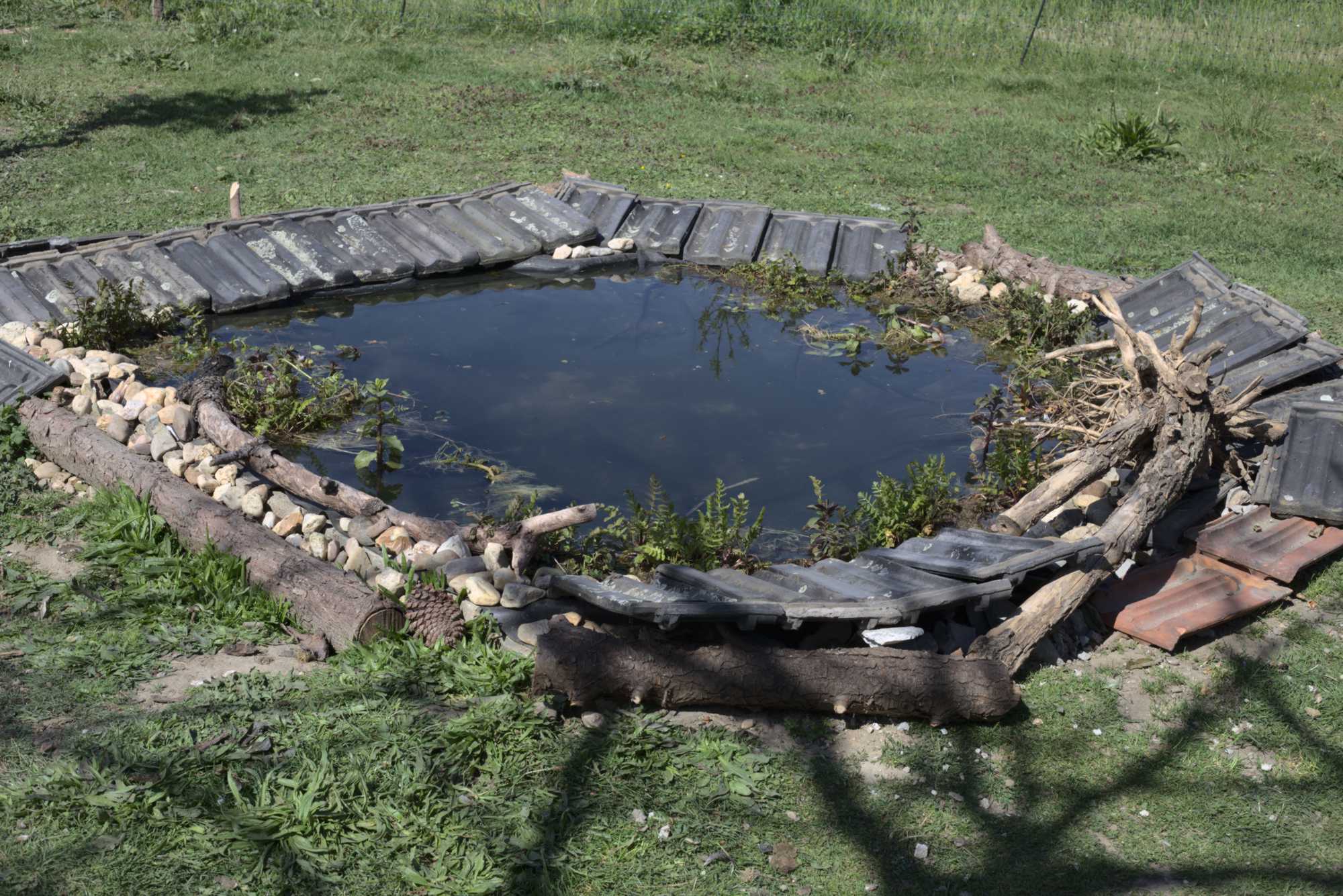 Lokation: Deutschland | Nordrhein-Westfalen | Heinsberg | Wassenberg Kategorien: Teich, Hortus rusticus, Datum: 13.05.2020