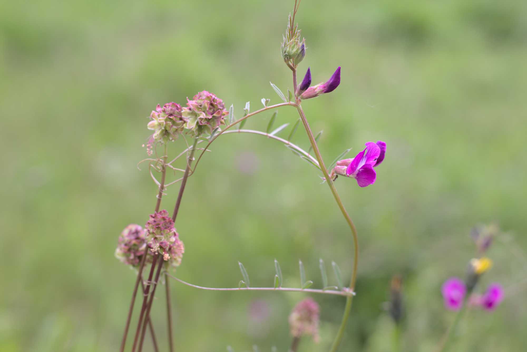 Lokation: Deutschland | Nordrhein-Westfalen | Heinsberg | Wassenberg Kategorien: Wiese, Datum: 13.05.2020