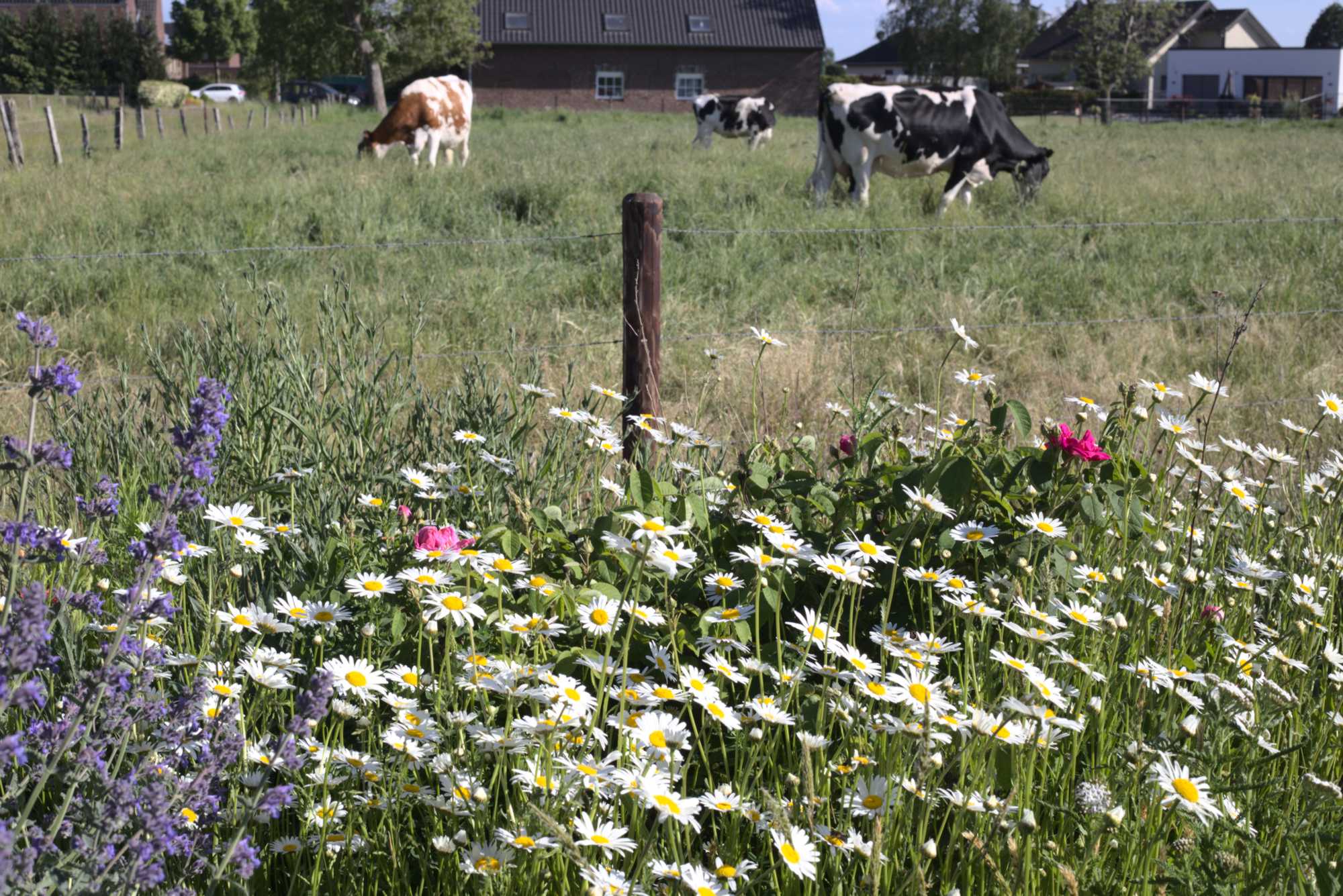 Lokation: Deutschland | Nordrhein-Westfalen | Heinsberg | Wassenberg Kategorien: Naturgarten, Magerbeet, Hortus rusticus, Landhausgarten, Datum: 21.05.2020