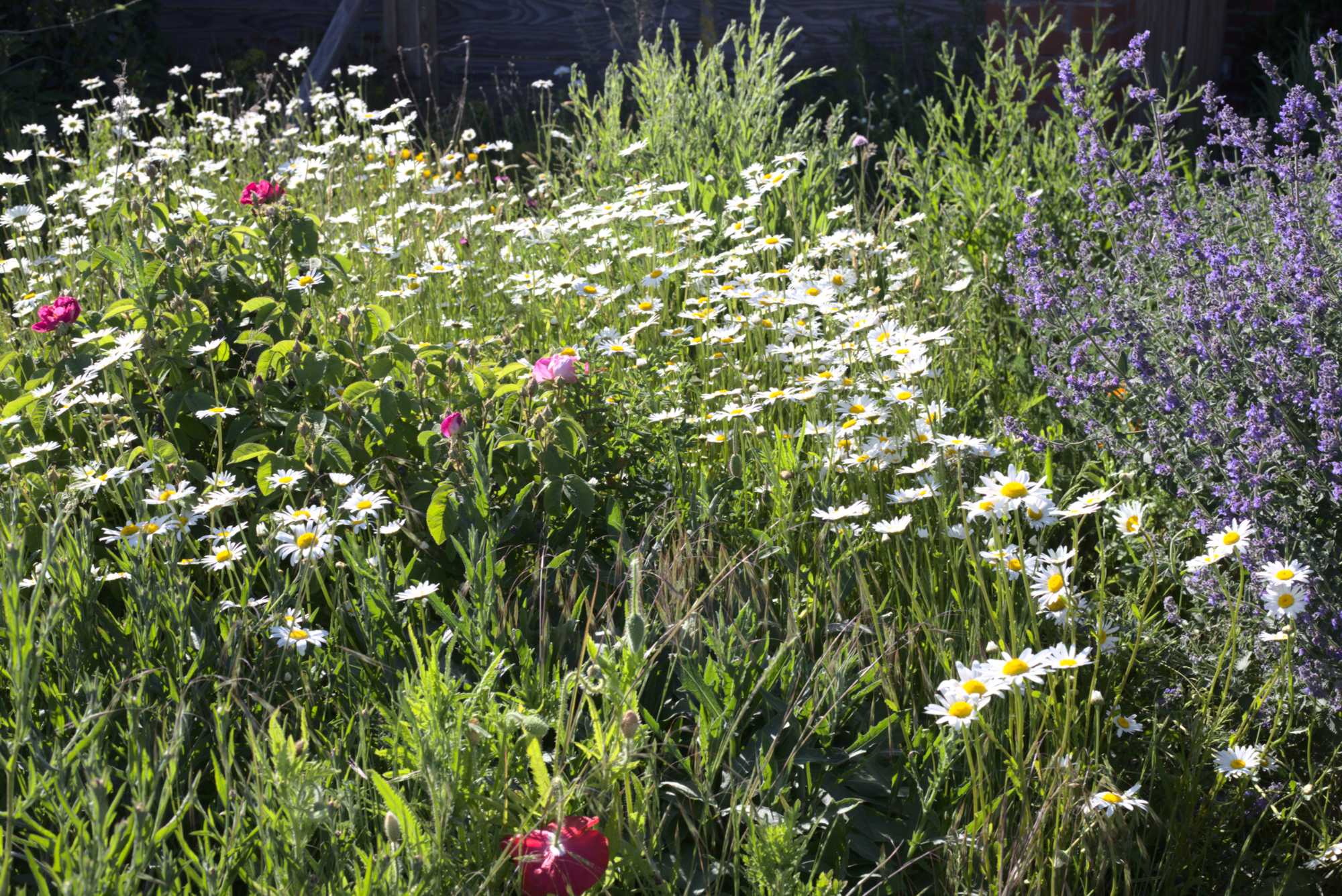 Lokation: Deutschland | Nordrhein-Westfalen | Heinsberg | Wassenberg Kategorien: Naturgarten, Magerbeet, Hortus rusticus, Landhausgarten, Datum: 21.05.2020