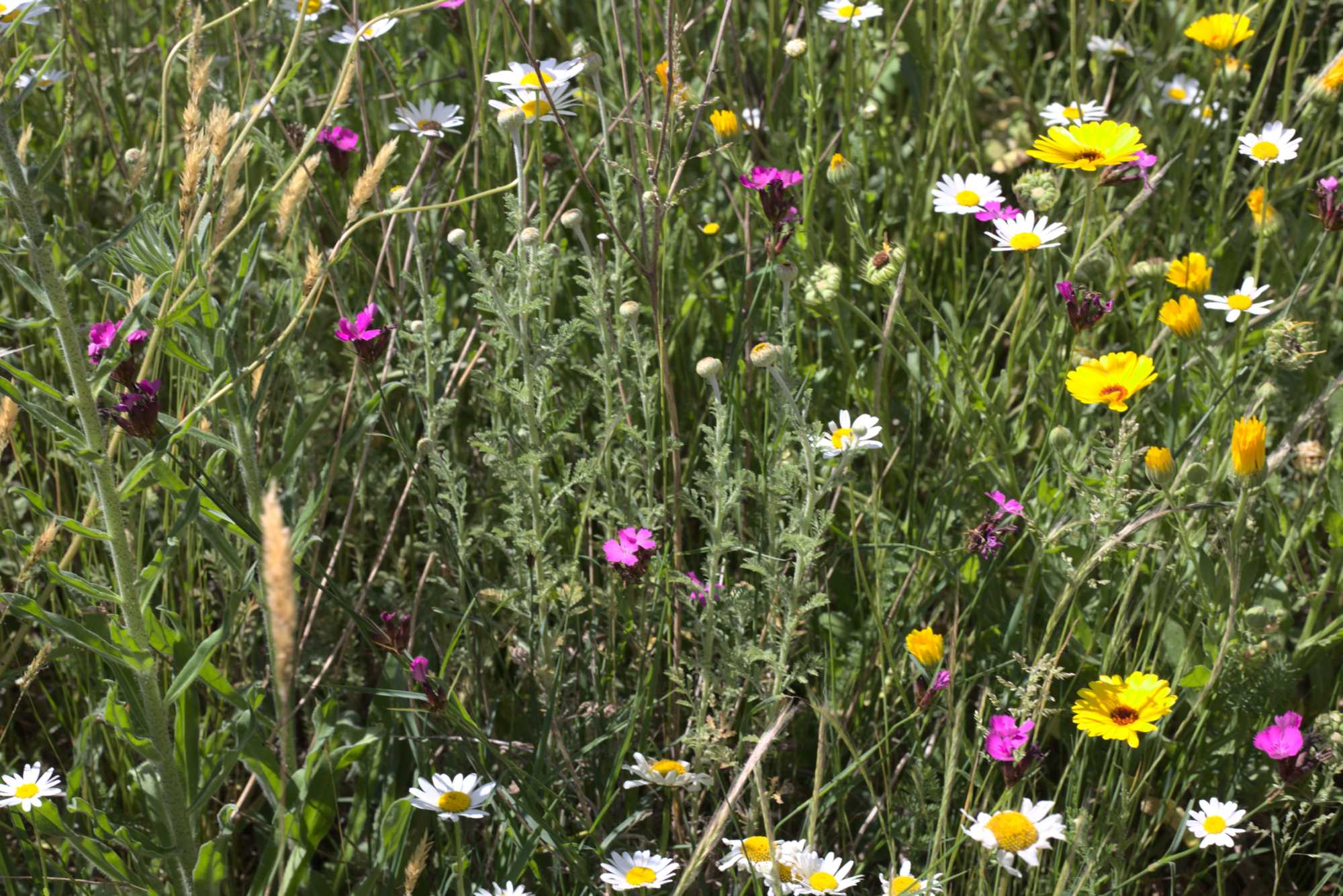 Lokation: Deutschland | Nordrhein-Westfalen | Heinsberg | Wassenberg Kategorien: Naturgarten, Magerbeet, Hortus rusticus, Landhausgarten, Datum: 01.06.2020