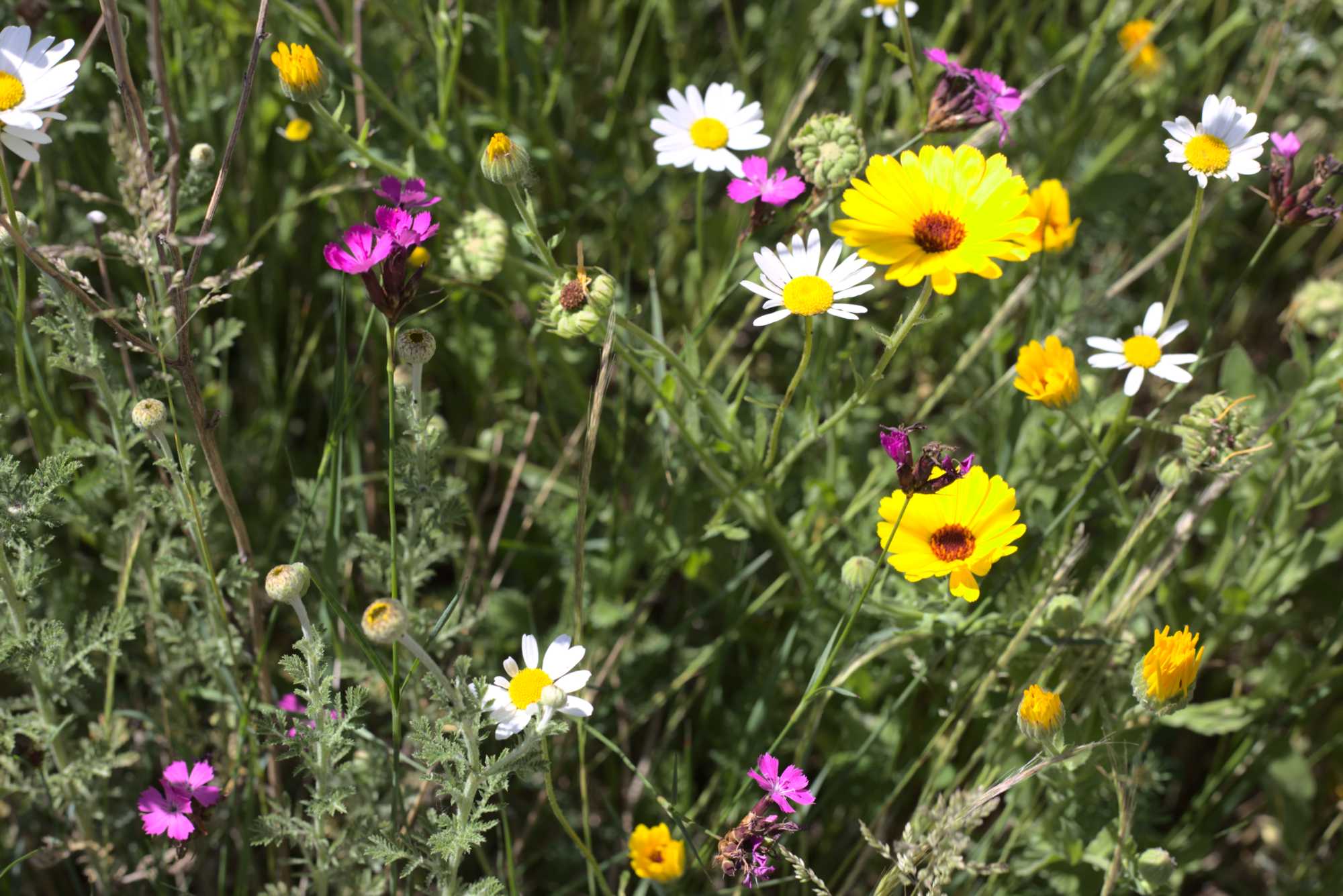 Lokation: Deutschland | Nordrhein-Westfalen | Heinsberg | Wassenberg Kategorien: Naturgarten, Magerbeet, Hortus rusticus, Landhausgarten, Datum: 01.06.2020