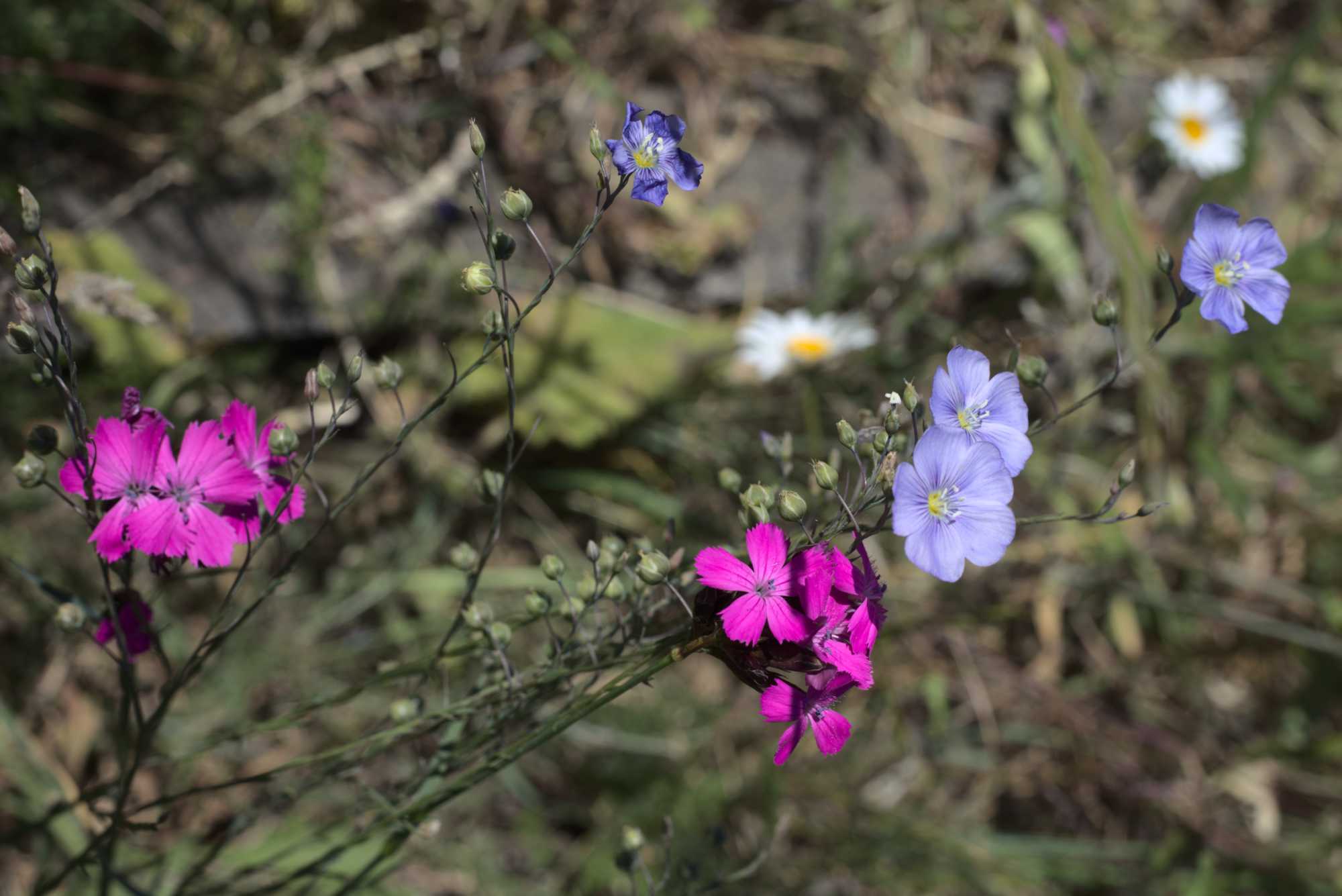 Lokation: Deutschland | Nordrhein-Westfalen | Heinsberg | Wassenberg Kategorien: Naturgarten, Magerbeet, Hortus rusticus, Landhausgarten, Datum: 01.06.2020