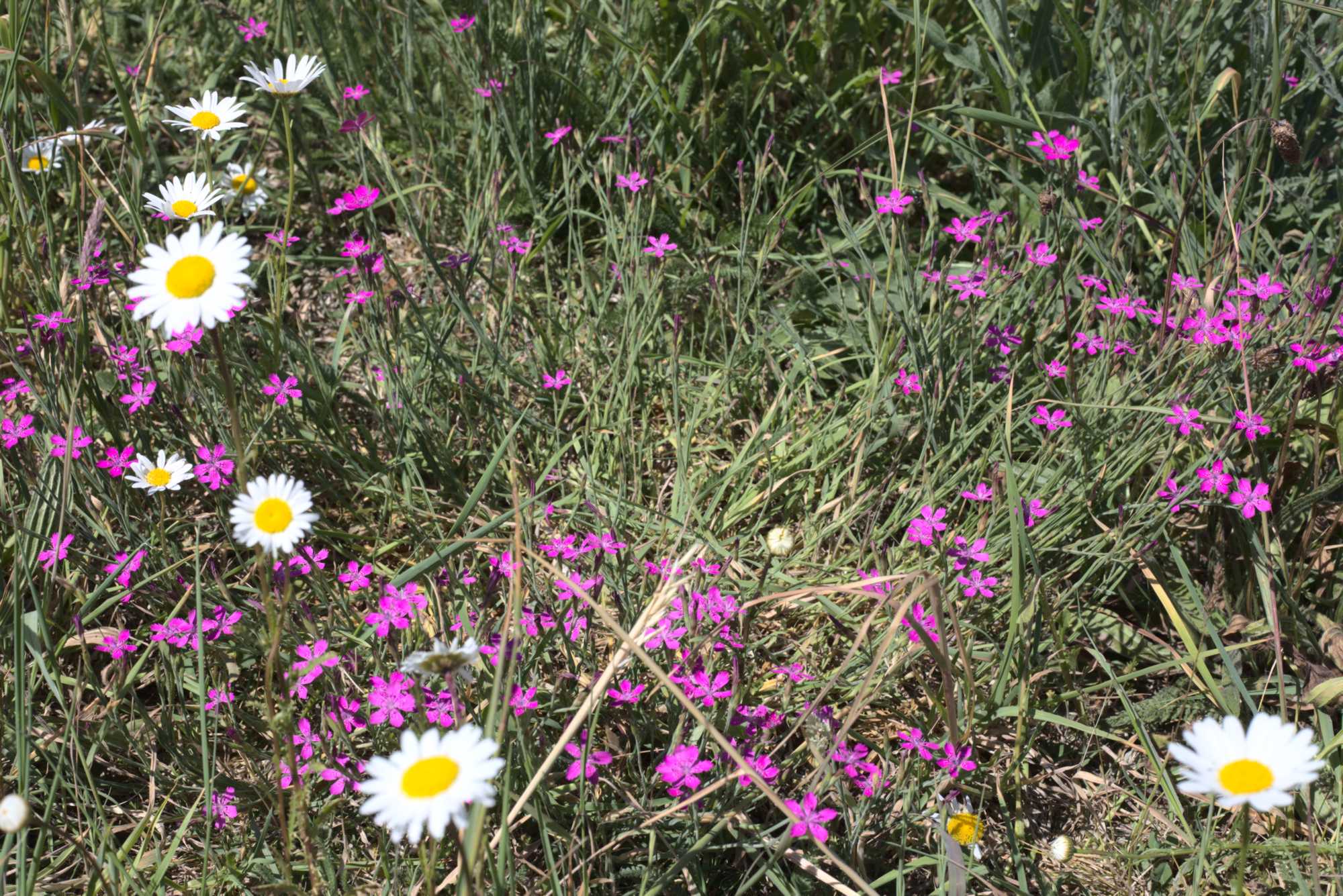 Lokation: Deutschland | Nordrhein-Westfalen | Heinsberg | Wassenberg Kategorien: Naturgarten, Magerbeet, Hortus rusticus, Landhausgarten, Datum: 01.06.2020
