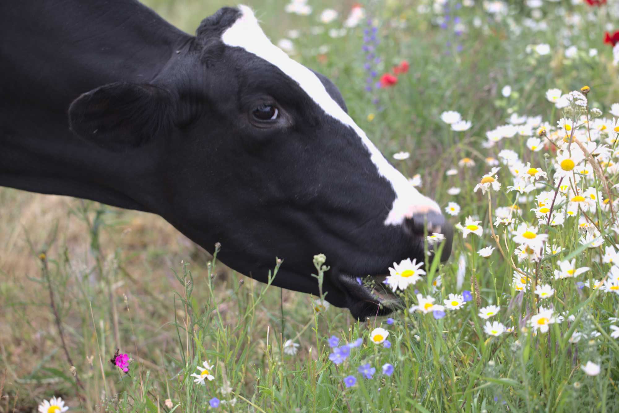 Lokation: Deutschland | Nordrhein-Westfalen | Heinsberg | Wassenberg Kategorien: Beweidung, Naturgarten, Magerbeet, Hortus rusticus, Landhausgarten, Datum: 05.06.2020