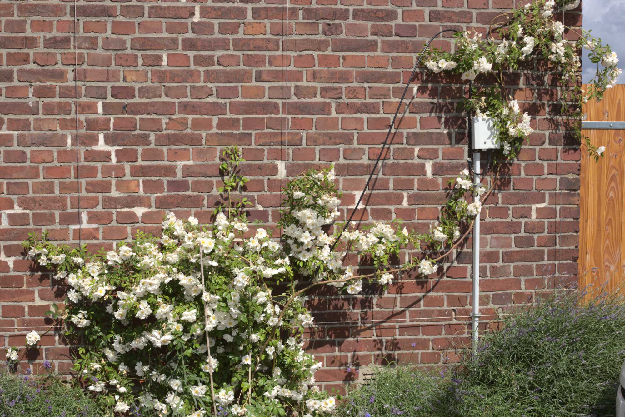 Lokation: Deutschland | Nordrhein-Westfalen | Heinsberg | Wassenberg Kategorien: Naturgarten, Kletterpflanzen, Hortus rusticus, Landhausgarten, Rosen, Datum: 06.06.2020