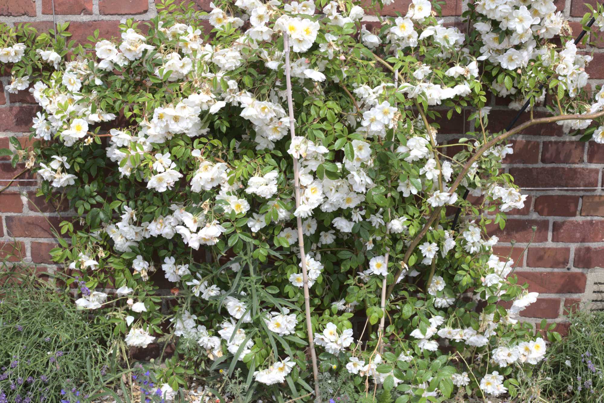 Lokation: Deutschland | Nordrhein-Westfalen | Heinsberg | Wassenberg Kategorien: Naturgarten, Kletterpflanzen, Hortus rusticus, Landhausgarten, Rosen, Datum: 06.06.2020