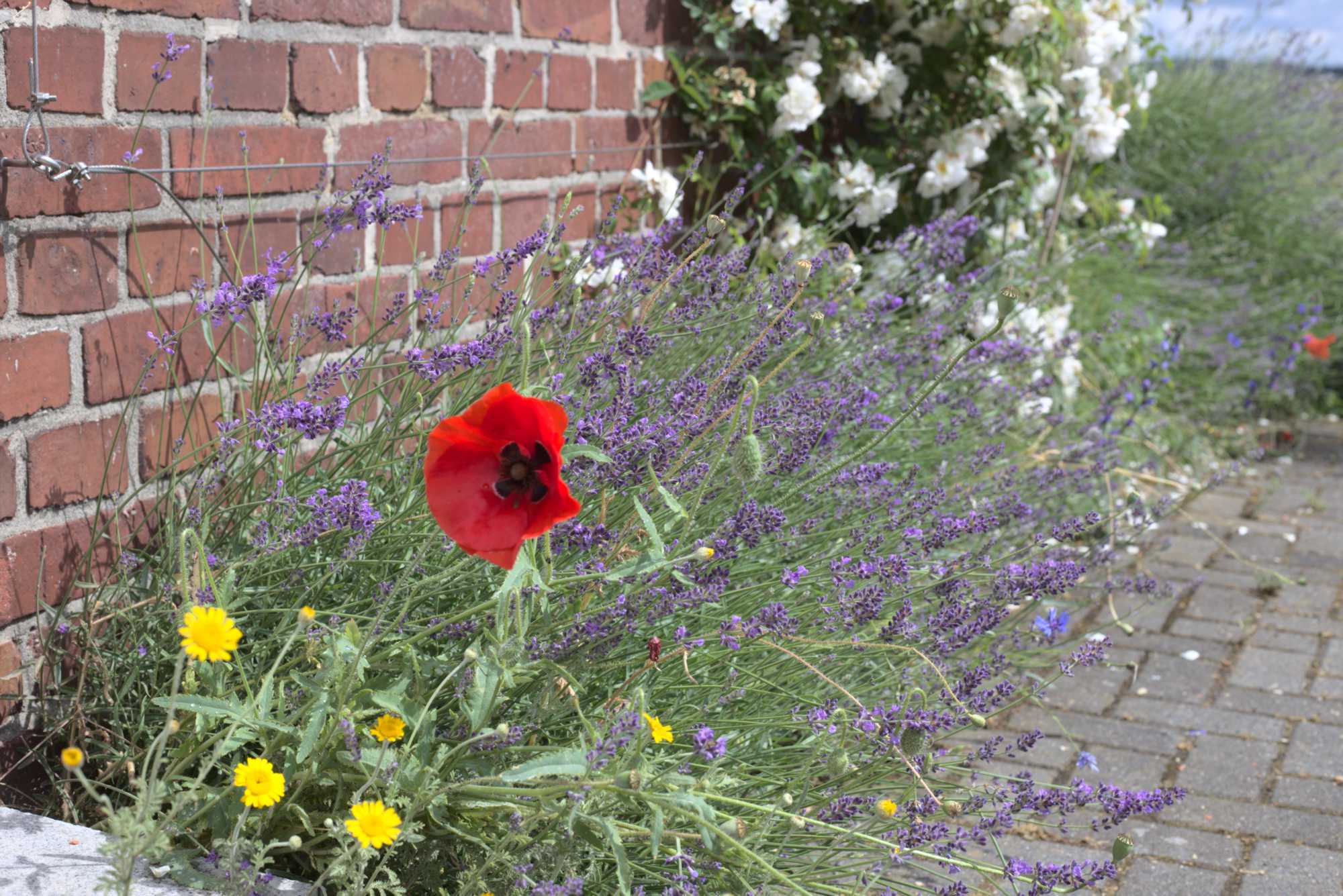 Lokation: Deutschland | Nordrhein-Westfalen | Heinsberg | Wassenberg Kategorien: Naturgarten, Magerbeet, Hortus rusticus, Landhausgarten, Datum: 06.06.2020
