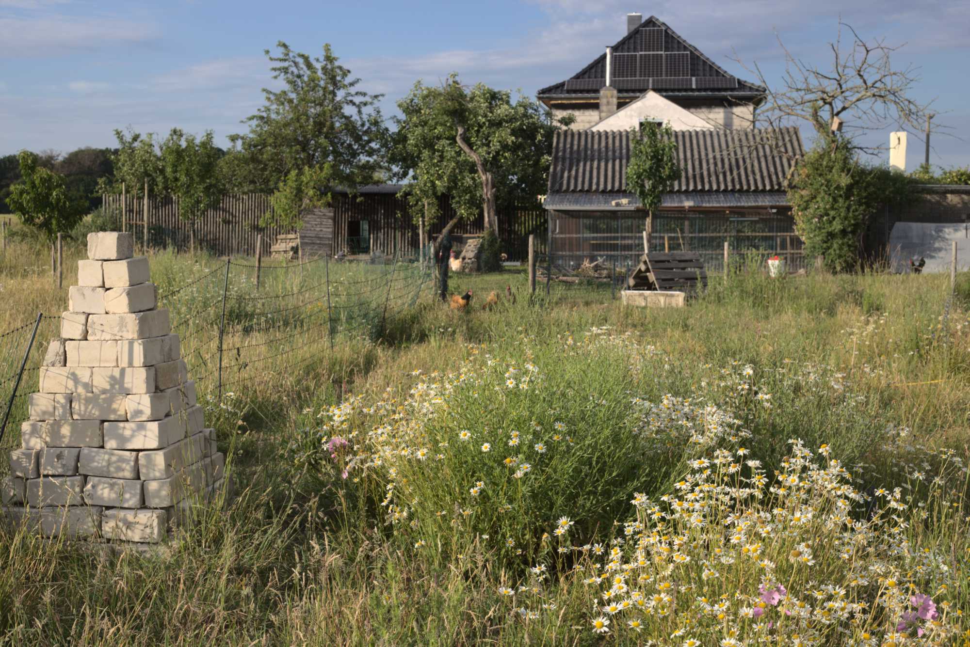 Lokation: Deutschland | Nordrhein-Westfalen | Heinsberg | Wassenberg Kategorien: Naturgarten, Wiese, Hortus rusticus, Landhausgarten, Datum: 13.06.2020